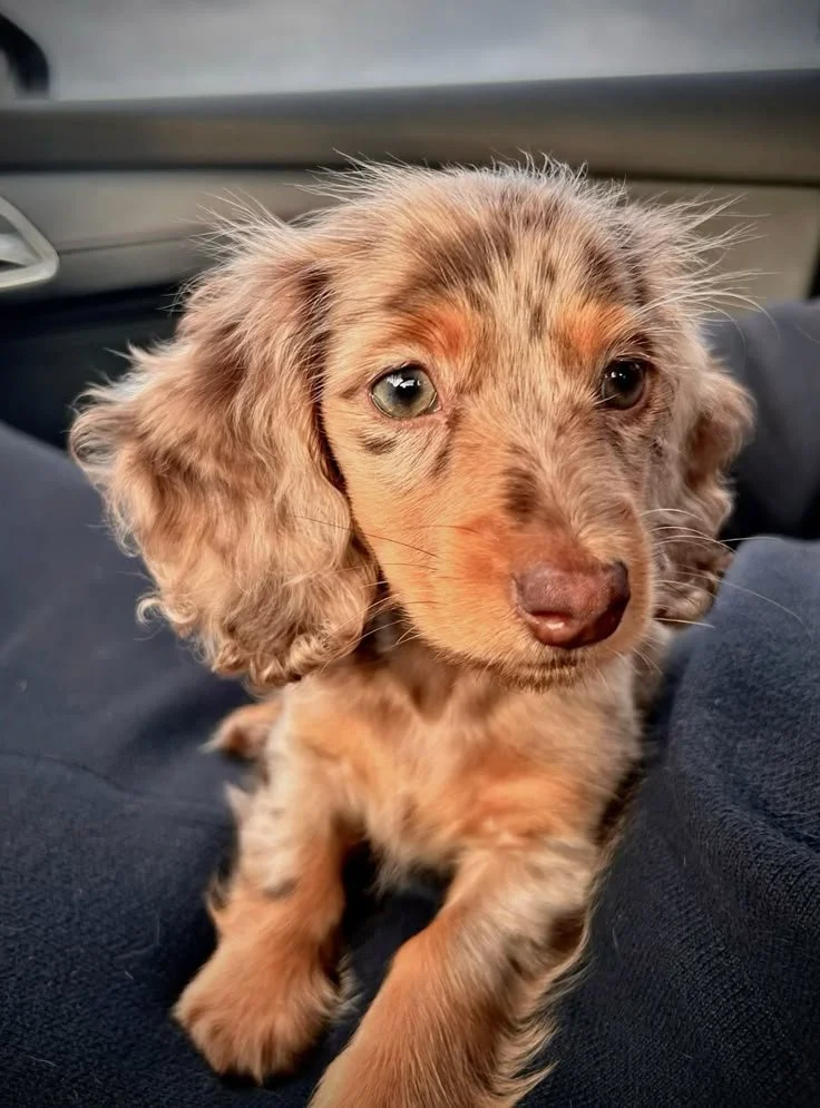 A cute puppy with speckled brown and tan fur, floppy ears, and blue eyes, sitting on someone's lap inside a vehicle.