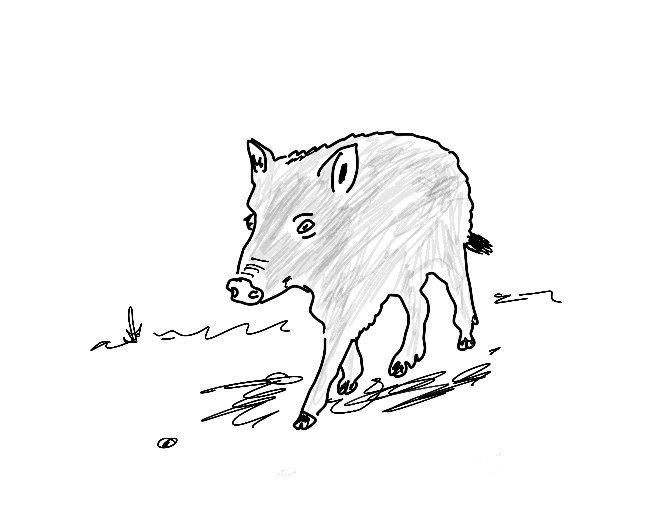 A Boar Made Me Smile