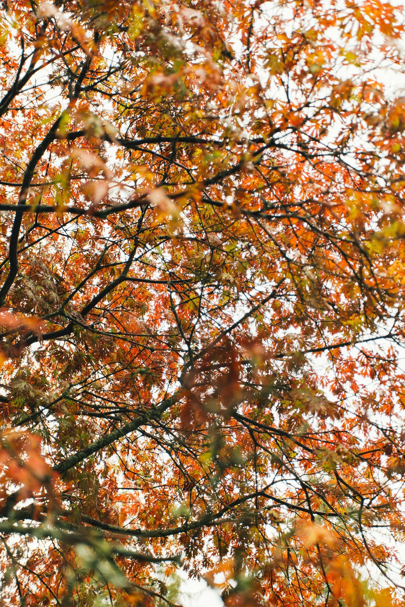 A view of tree branches with orange, red, and green autumn leaves against a bright sky.