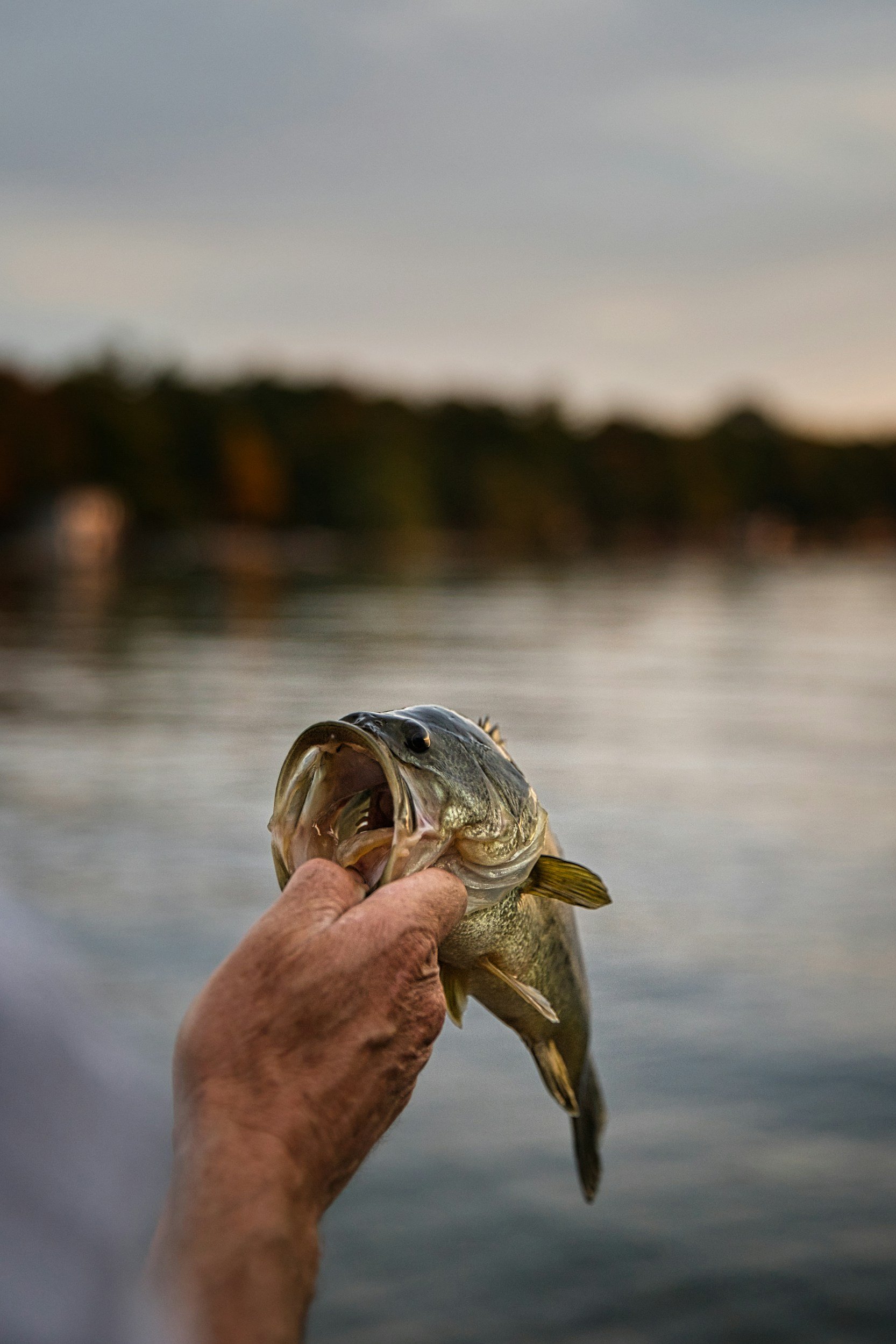 A person holding a fish caught in a body of water with a blurred landscape in the background, possibly during sunset or sunrise.