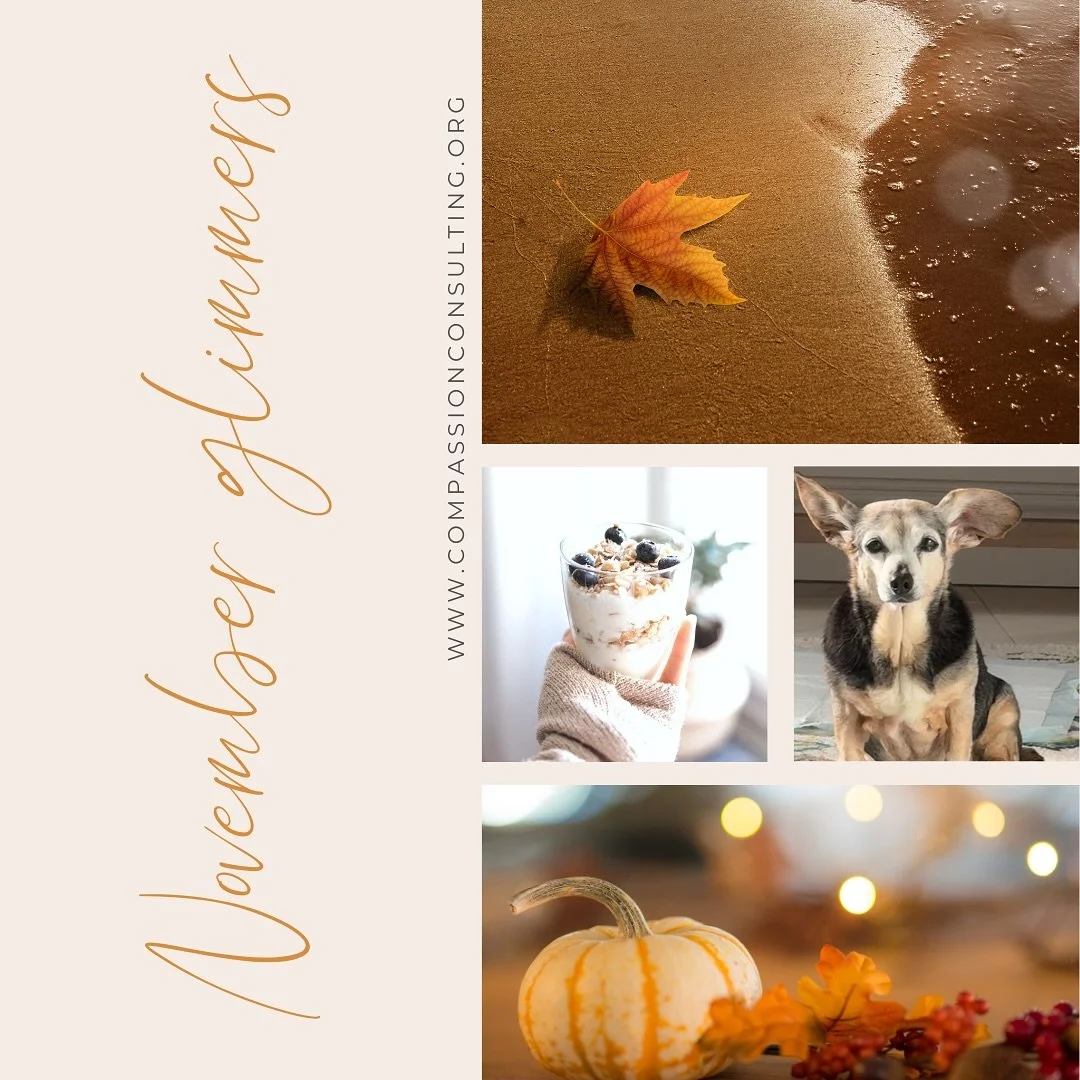 Self-compassion glimmers, November edition. Pumpkins, softness, and one very patient pup.  May we notice the small things that keep our hearts open. 🍂