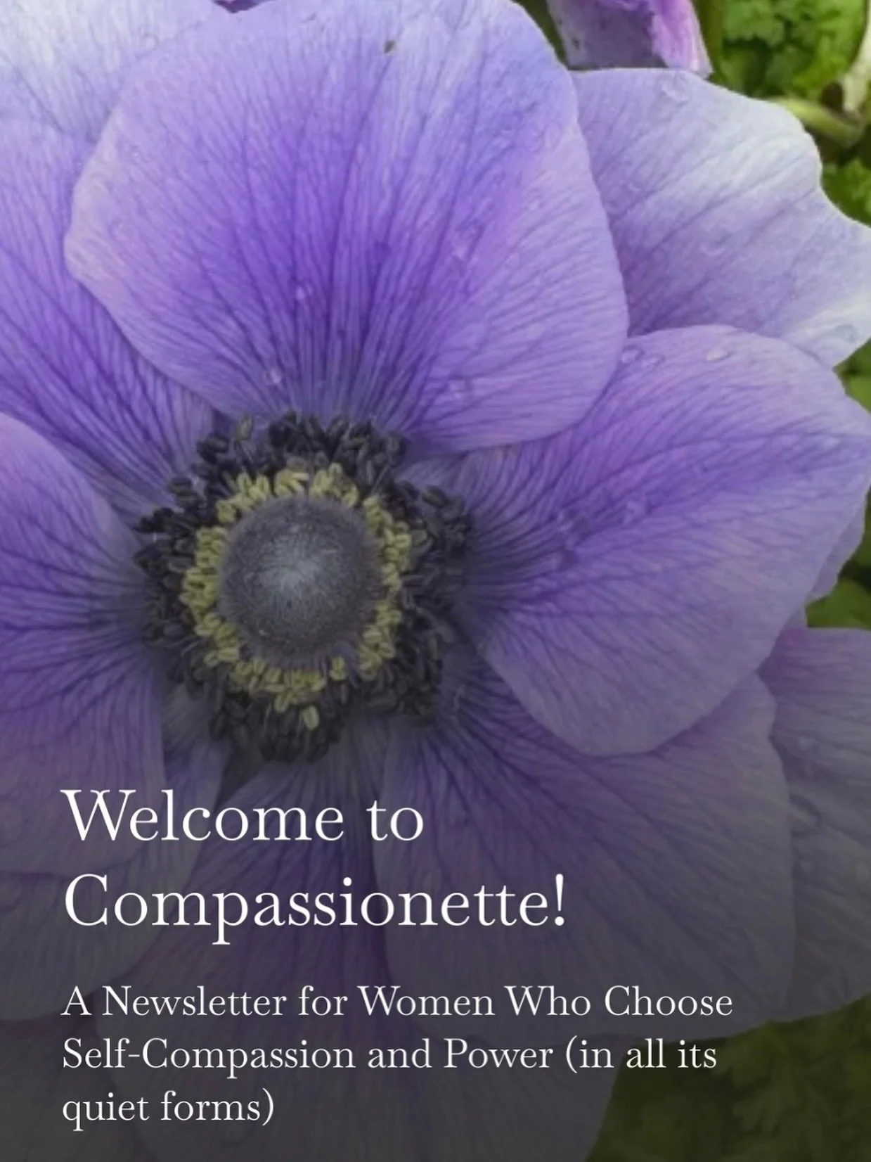 Welcome to Compassionette. A space for women choosing self-compassion and power &mdash; in all their quiet forms.

This is my love letter to softness, strength, aging with grace, and finding kindness in a world that too often forgets it.

Join the qu