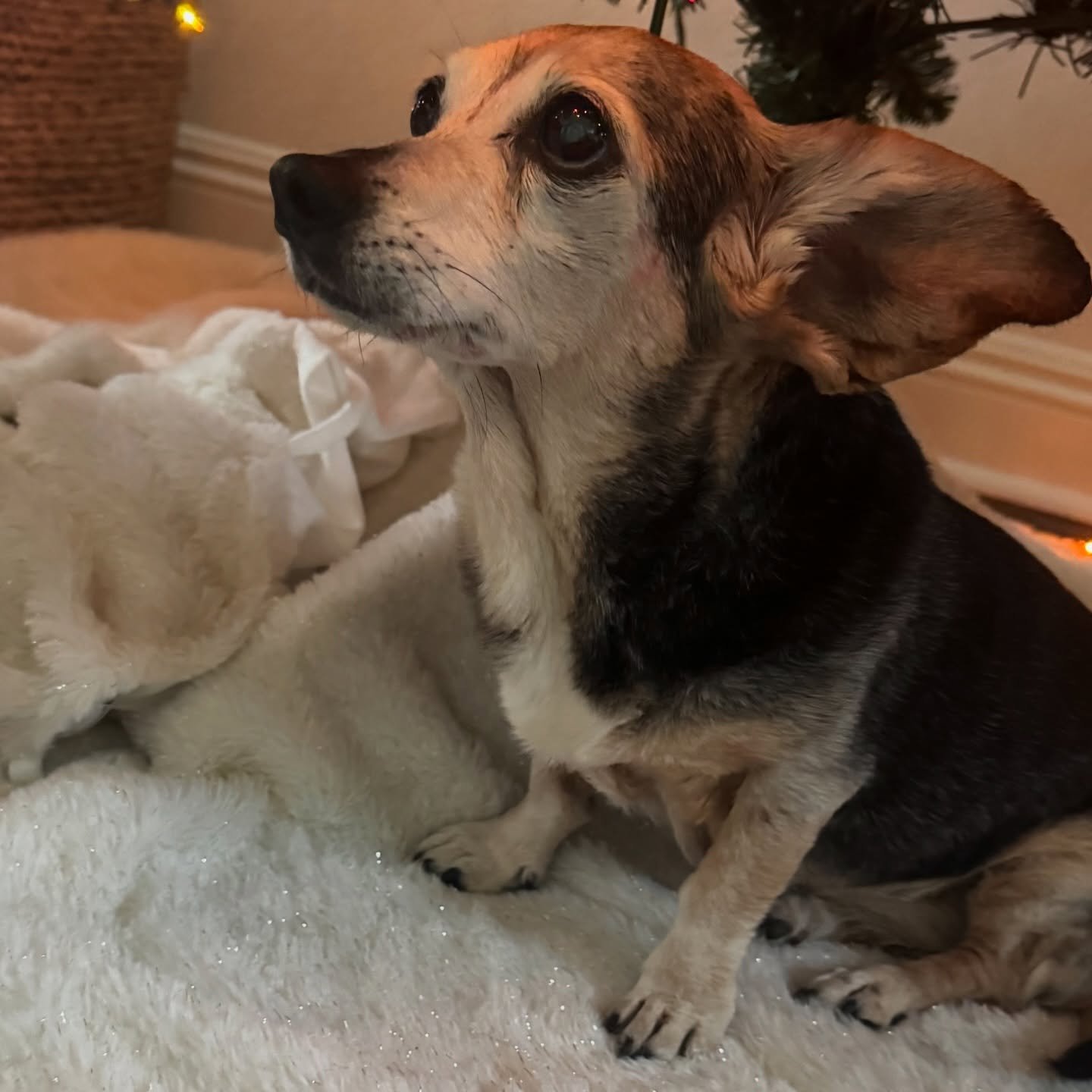 This is my girl, Willow Rose, the ultimate example of compassionate presence.

Animals are extraordinary at this. They don&rsquo;t rush us, judge us, analyze us, or ask us to be better versions of ourselves. They simply arrive with us, exactly as we 