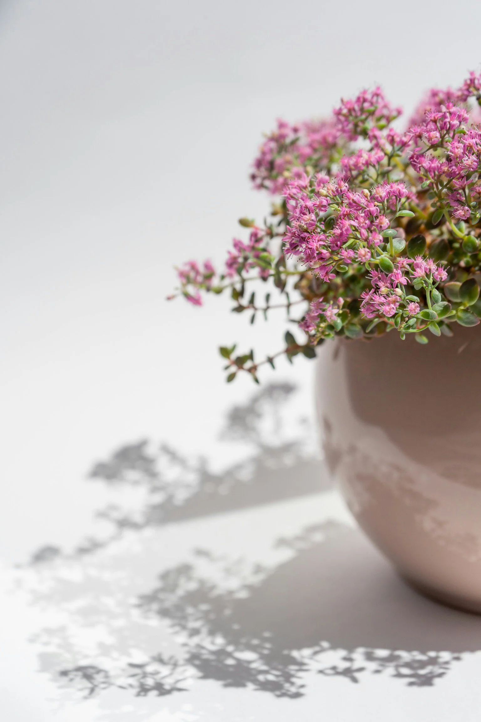 Potted pink flowers representing growth and emotional wellbeing.
