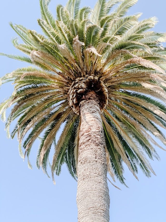 Palm tree against the sky, evoking calm, grounding, and the Southern California environment