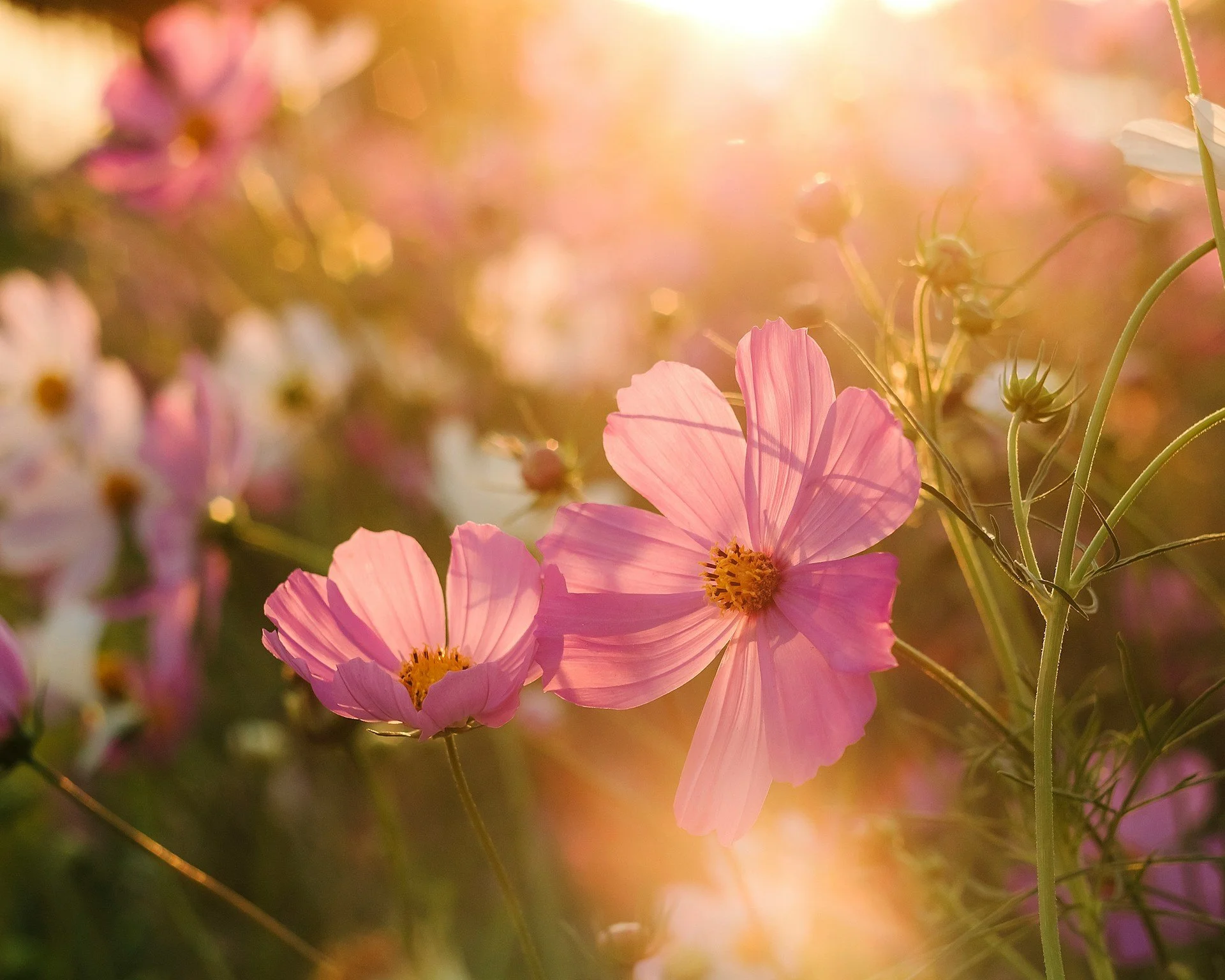 Soft floral image representing caregiver recovery from burnout, compassion fatigue, and self-compassion in a therapeutic context