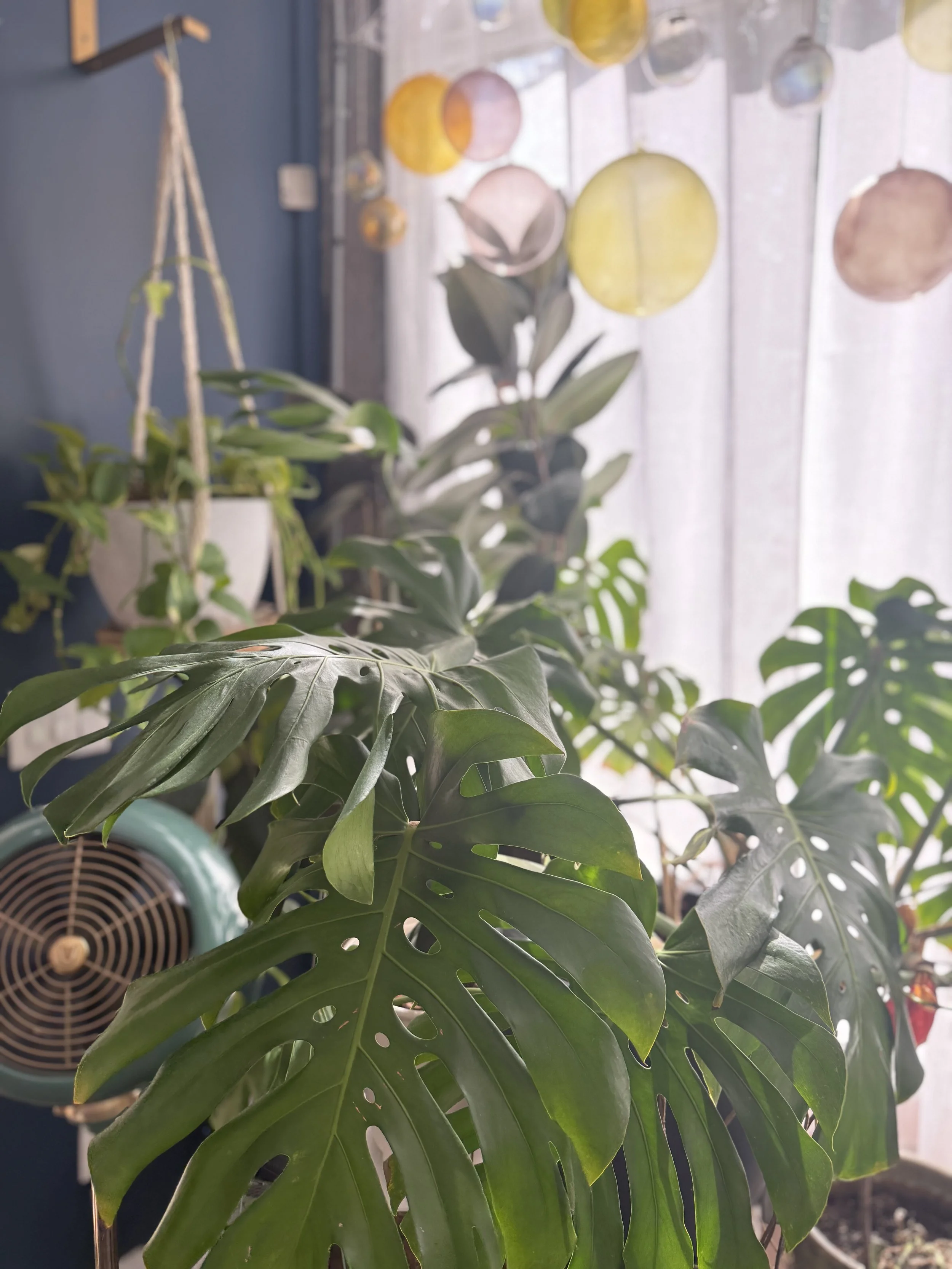 Is this a Plant Store?