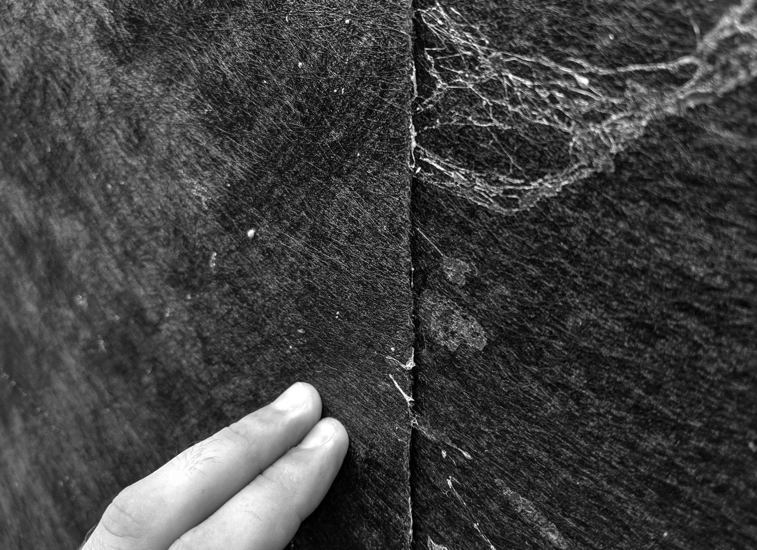 IMG_20181009_093943 rev BW.jpg