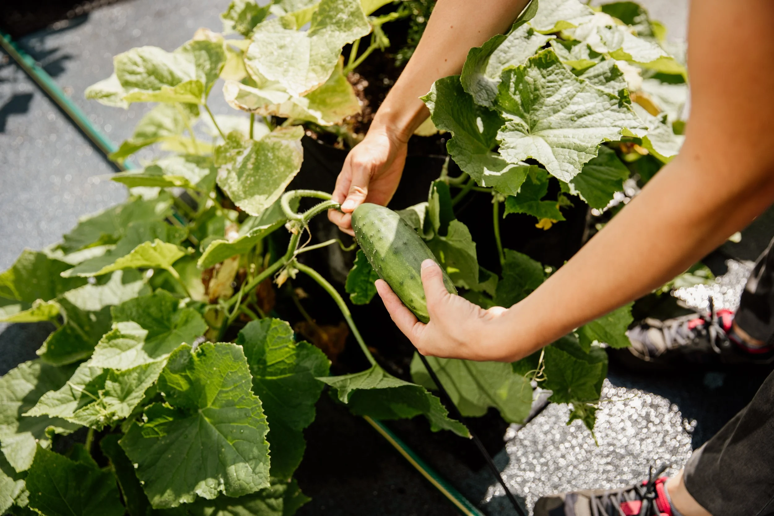 The Basics of Urban Farming