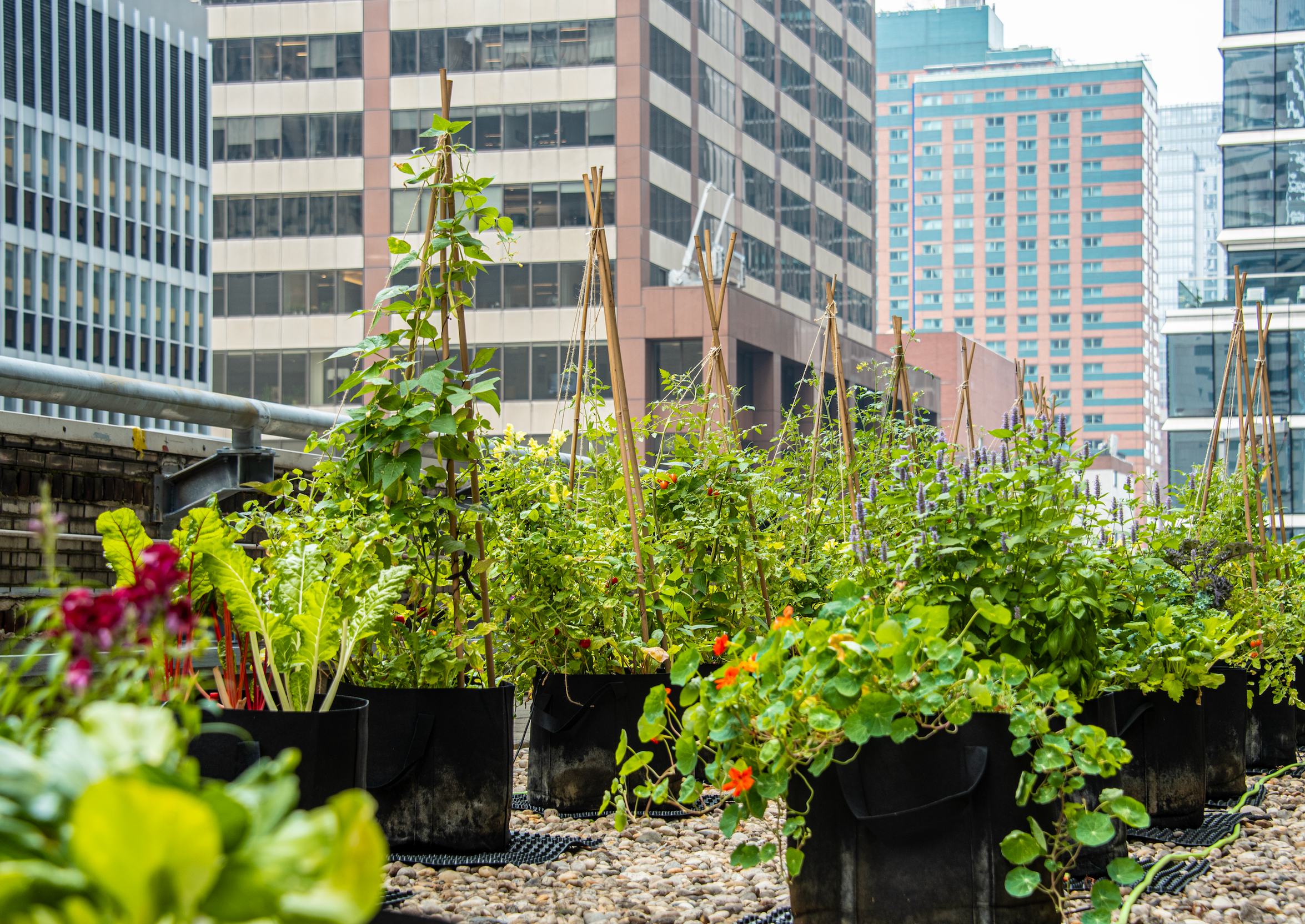 Creating a Sustainable Brand: How Urban Farming Can Set Your Company Apart (Copy)