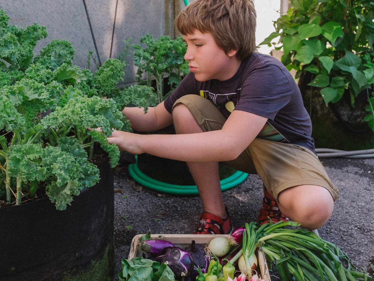 Kind oogst lokaal planten