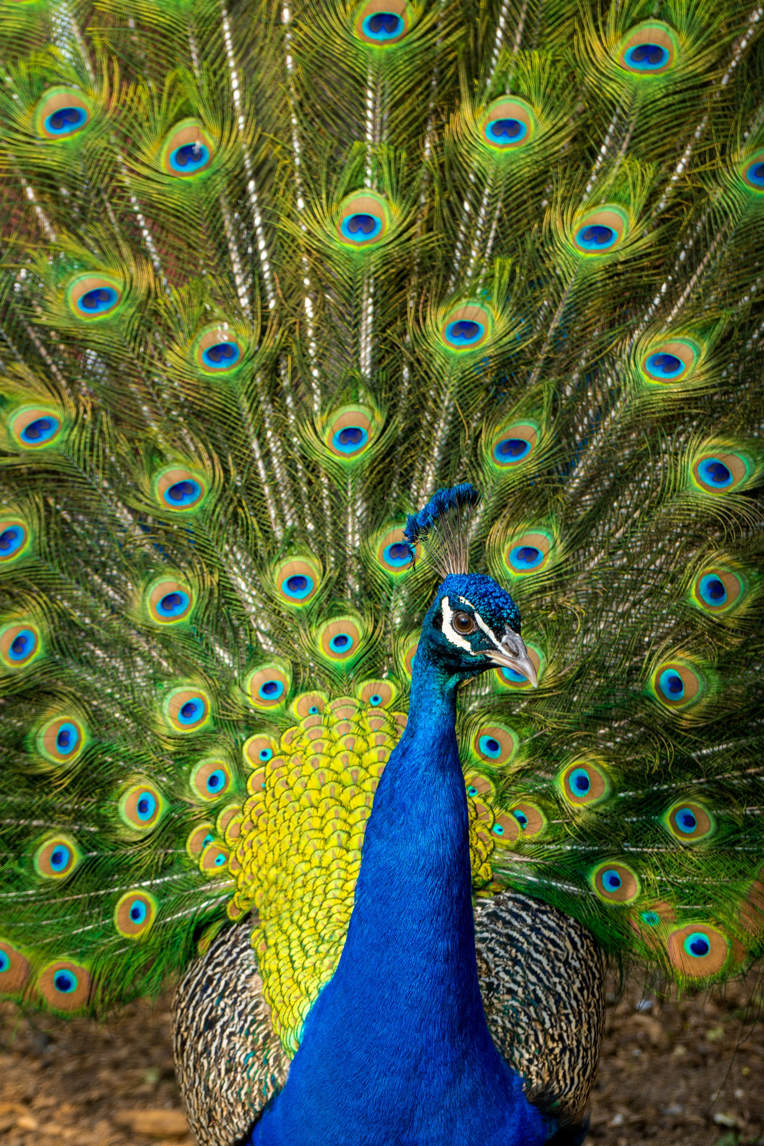 Forsyth Nature Center- Peacock Safe Haven