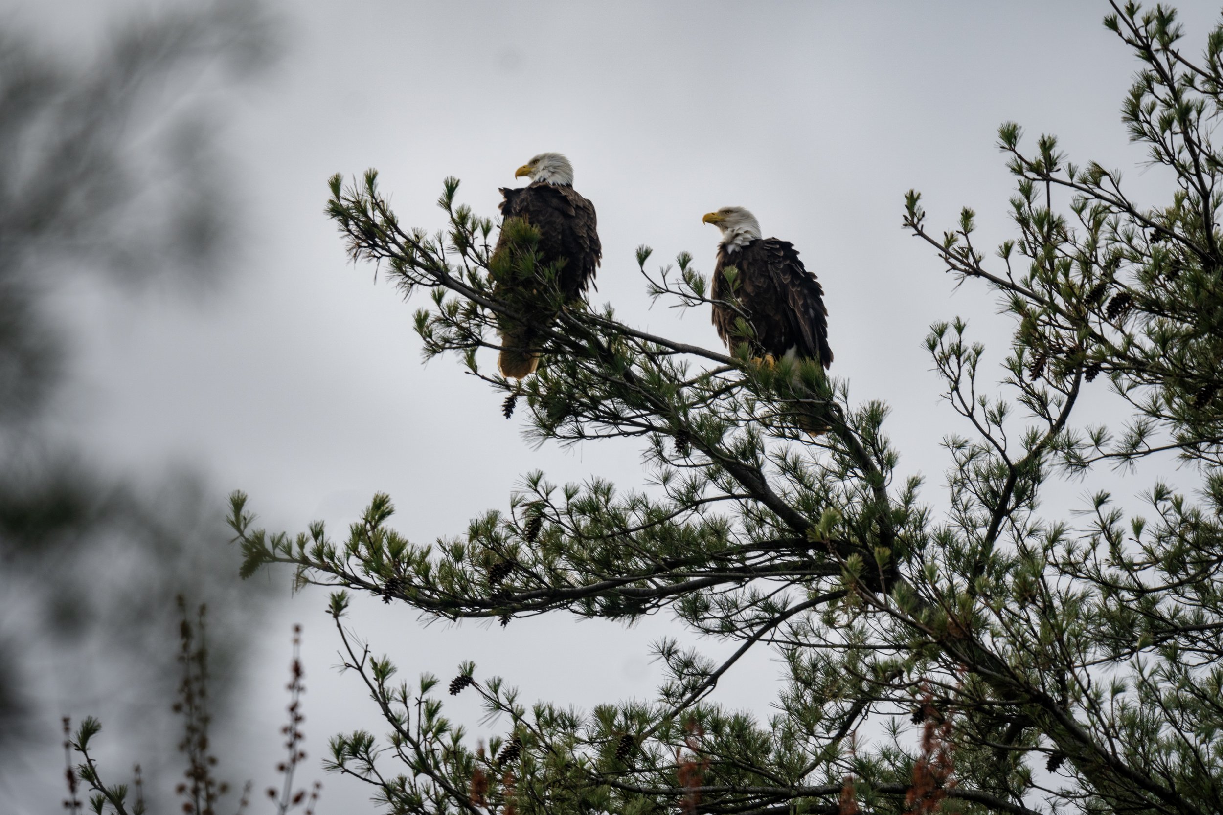 bald eagle 3 feb 15 24.jpg