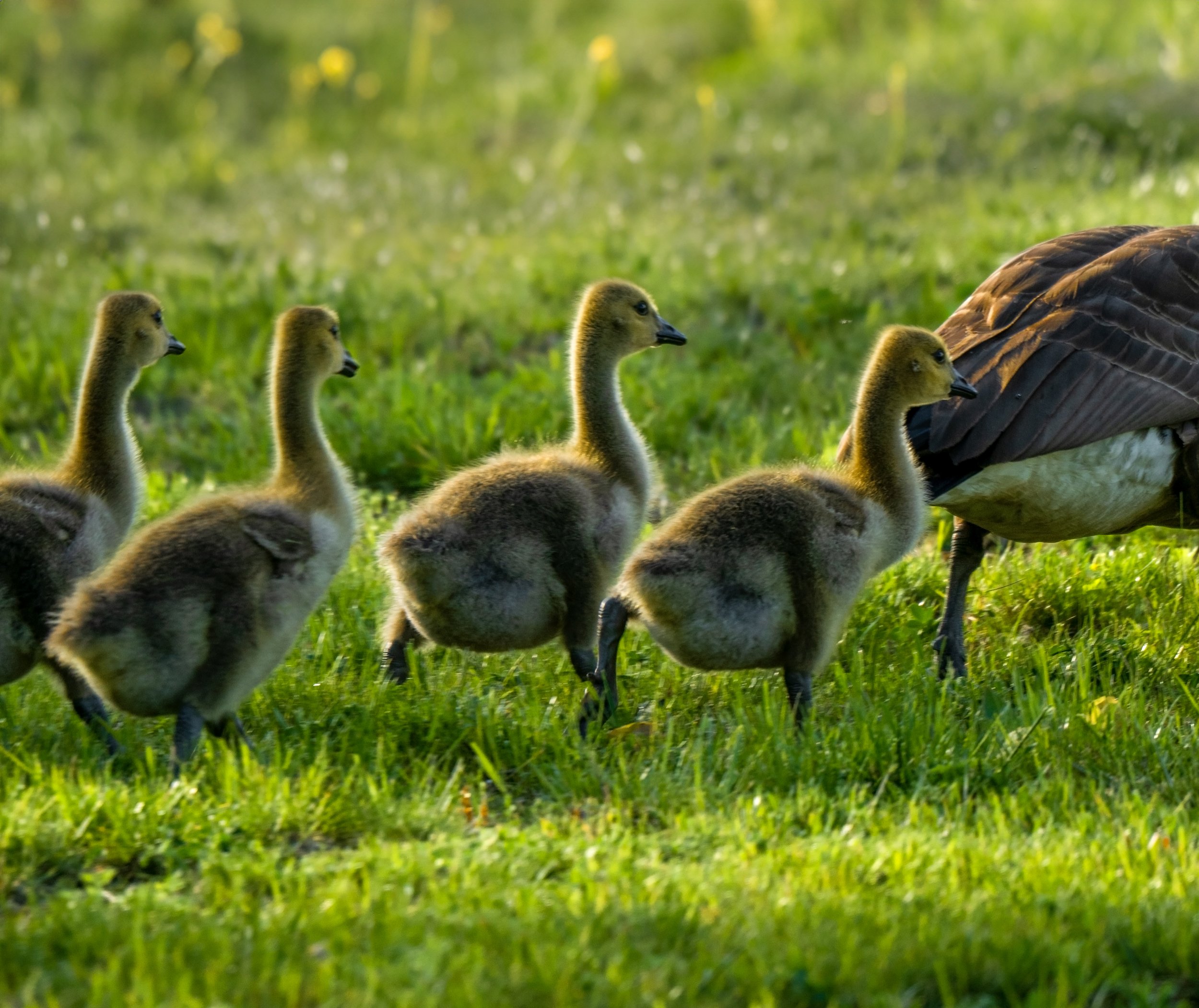 Following the leader.jpg