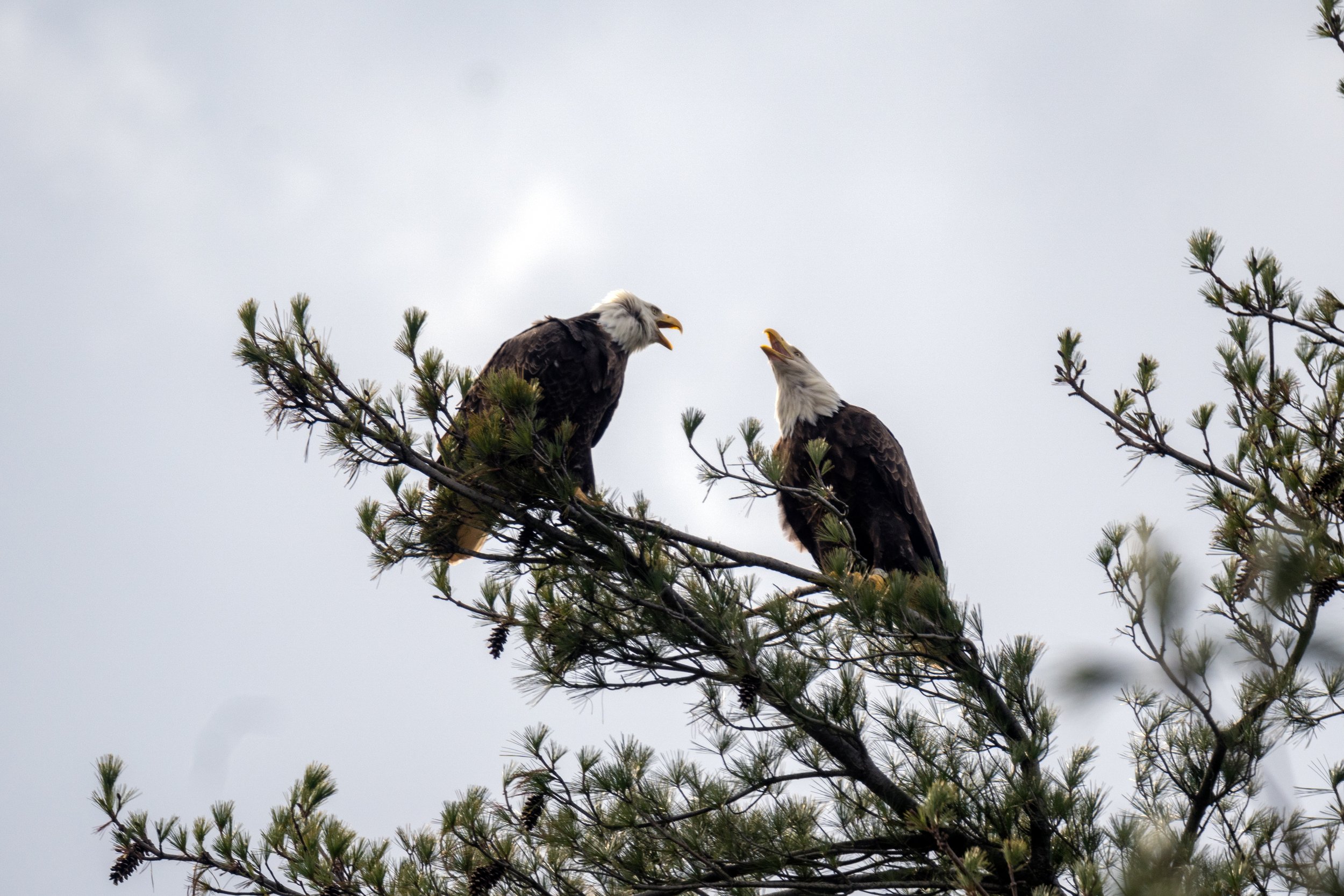 Bald eagles march 15 24 .jpg