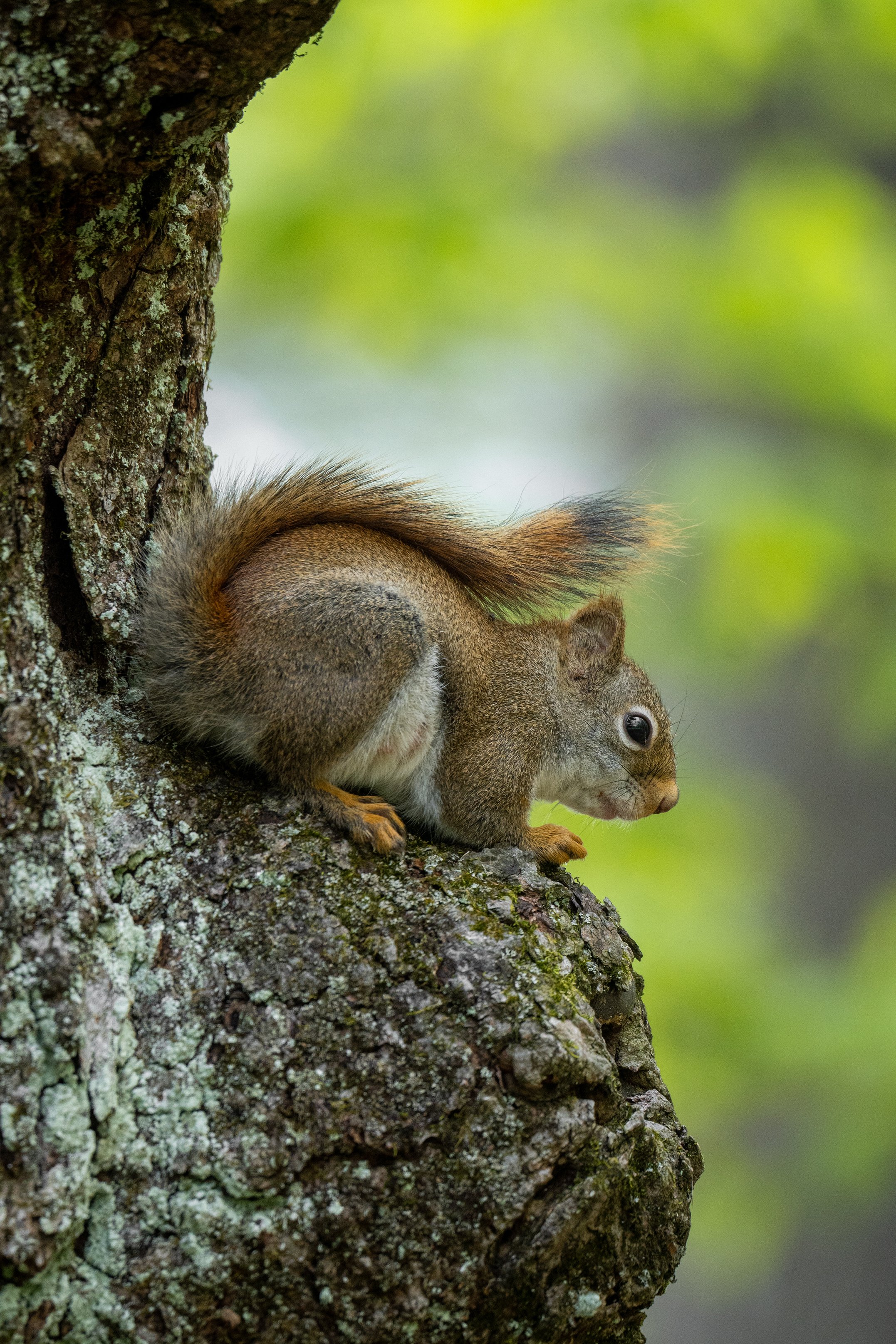 red squirll copy.jpg