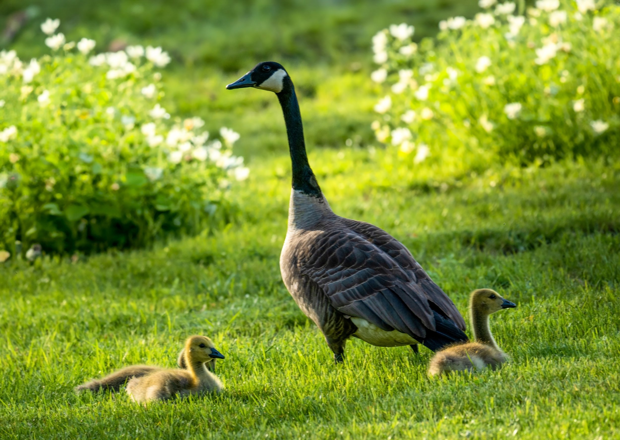 Baby geese 1 .jpg