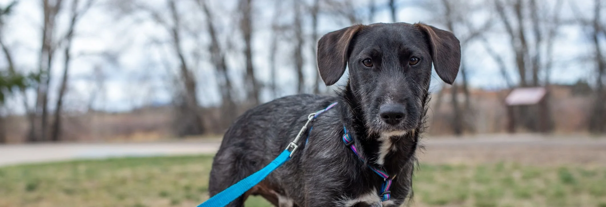 Dogs — Laramie Animal Welfare Society