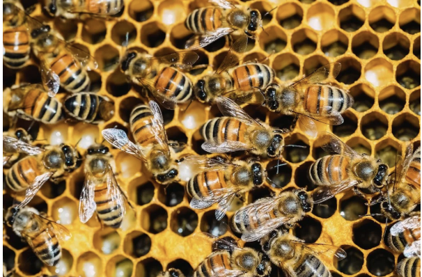 [hive]