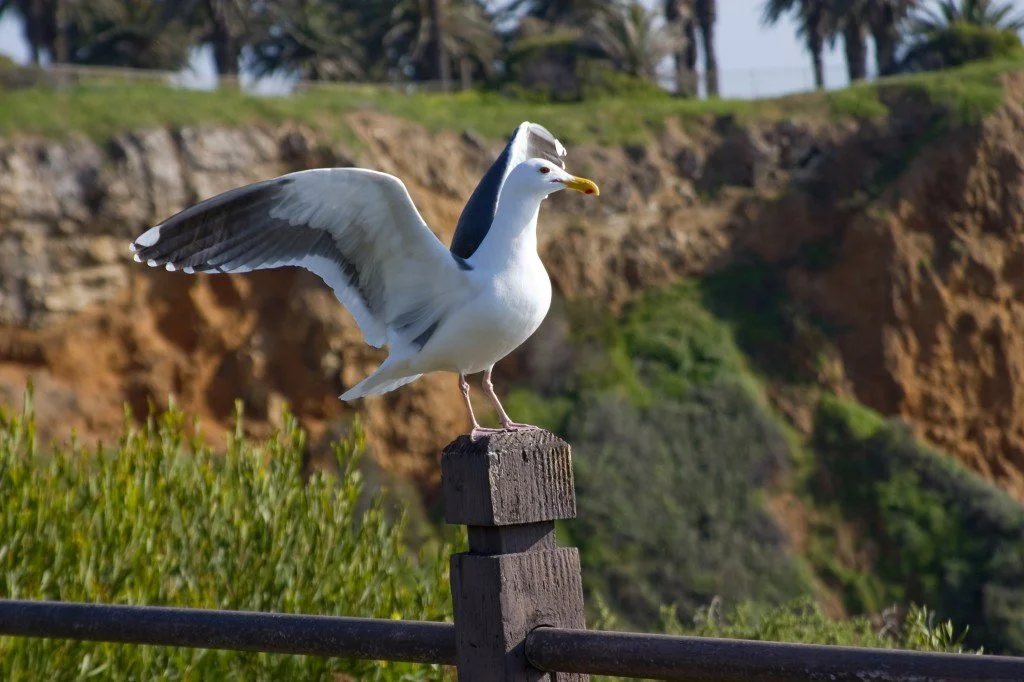 Living in Rolling Hills - Communities in the South Bay