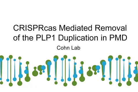 CRISPRCas9 Removal of PLP1 Gene in Mice