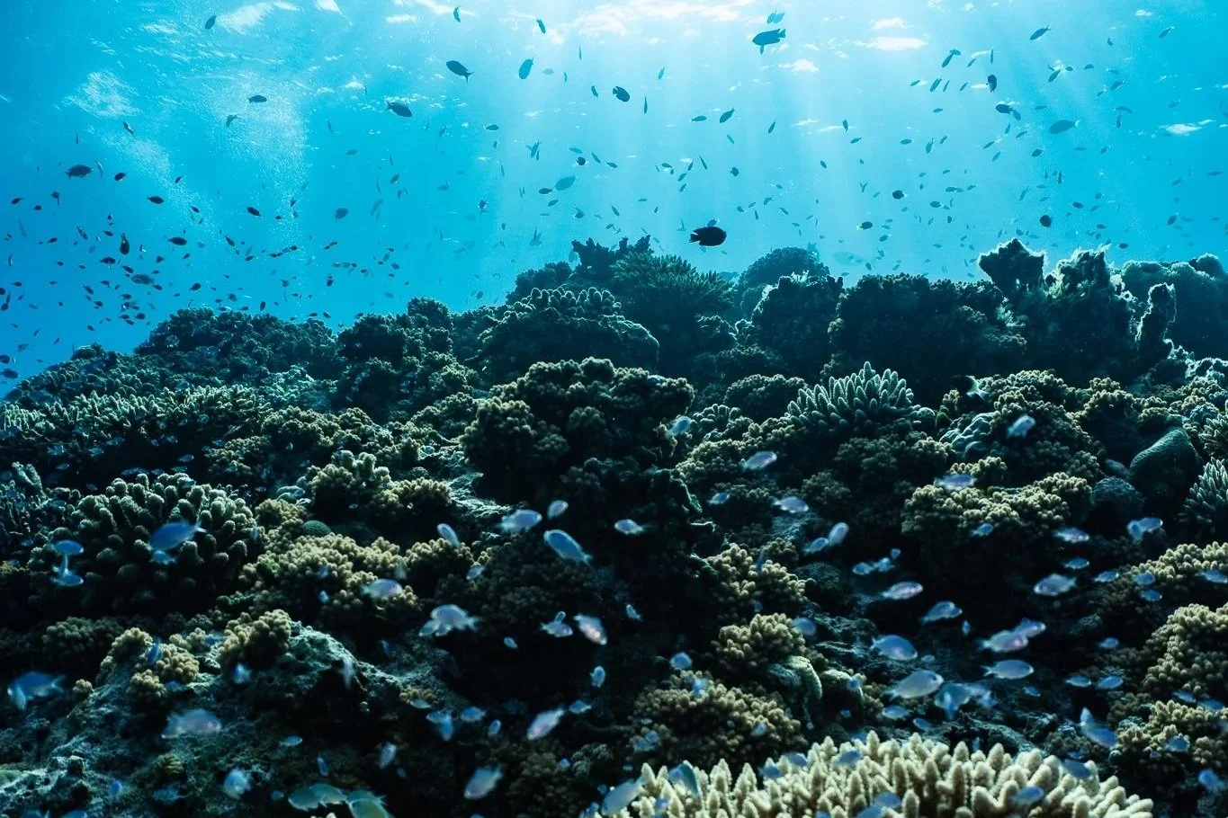 Underwater view of a coral reef with various fish swimming around.