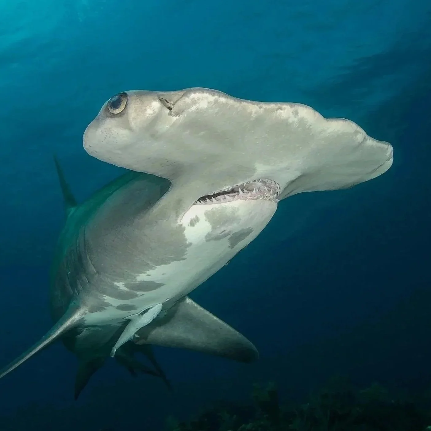 A shark underwater, facing left, with its mouth slightly open revealing teeth, with a blue ocean background.