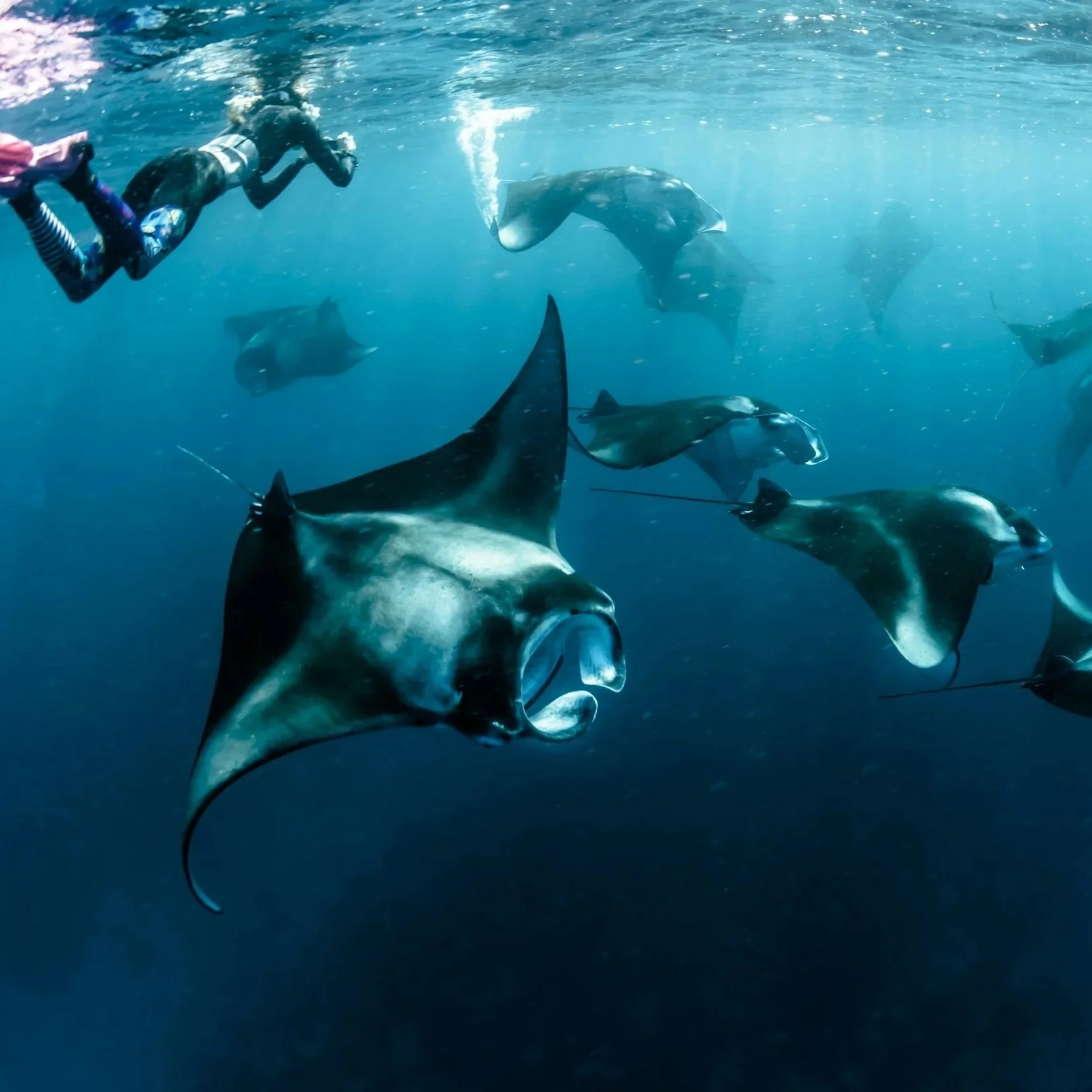 Divers swimming underwater among large stingrays in the ocean.