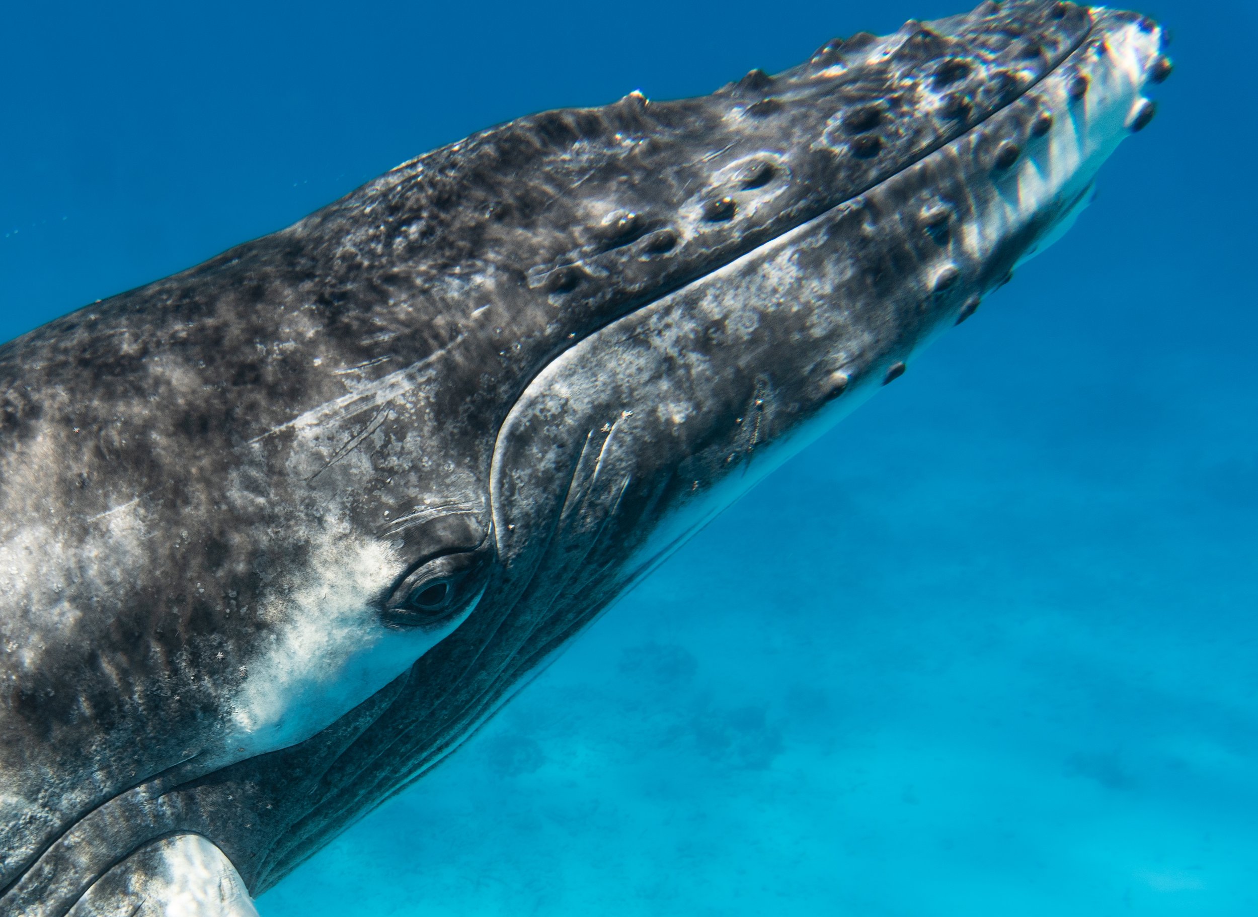 Close-up of a whale's head with visible baleen plates against a blue ocean background.