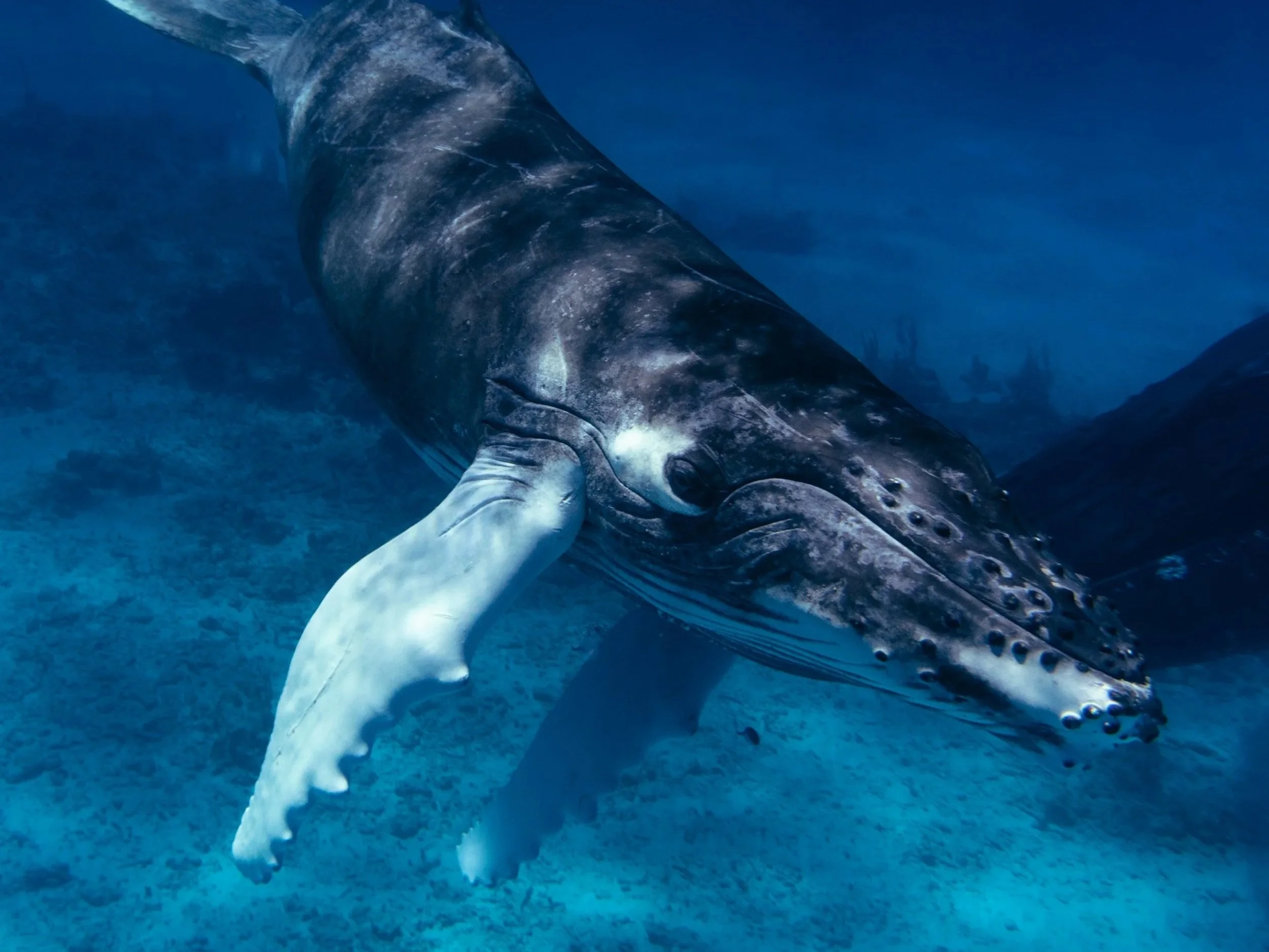 A close-up of a whale shark swimming underwater, showing its head and part of its body with distinctive patterns.
