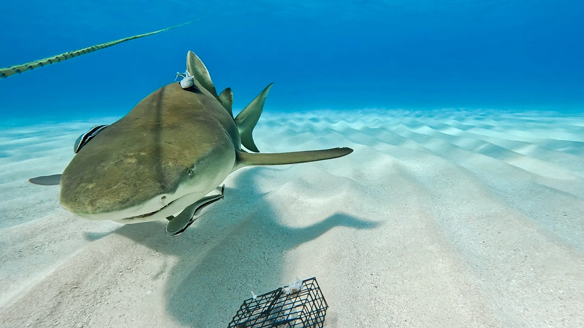 Underwater scene with a large sand tiger shark swimming close to the sandy ocean floor, with a bait trap at the bottom and blue water in the background.