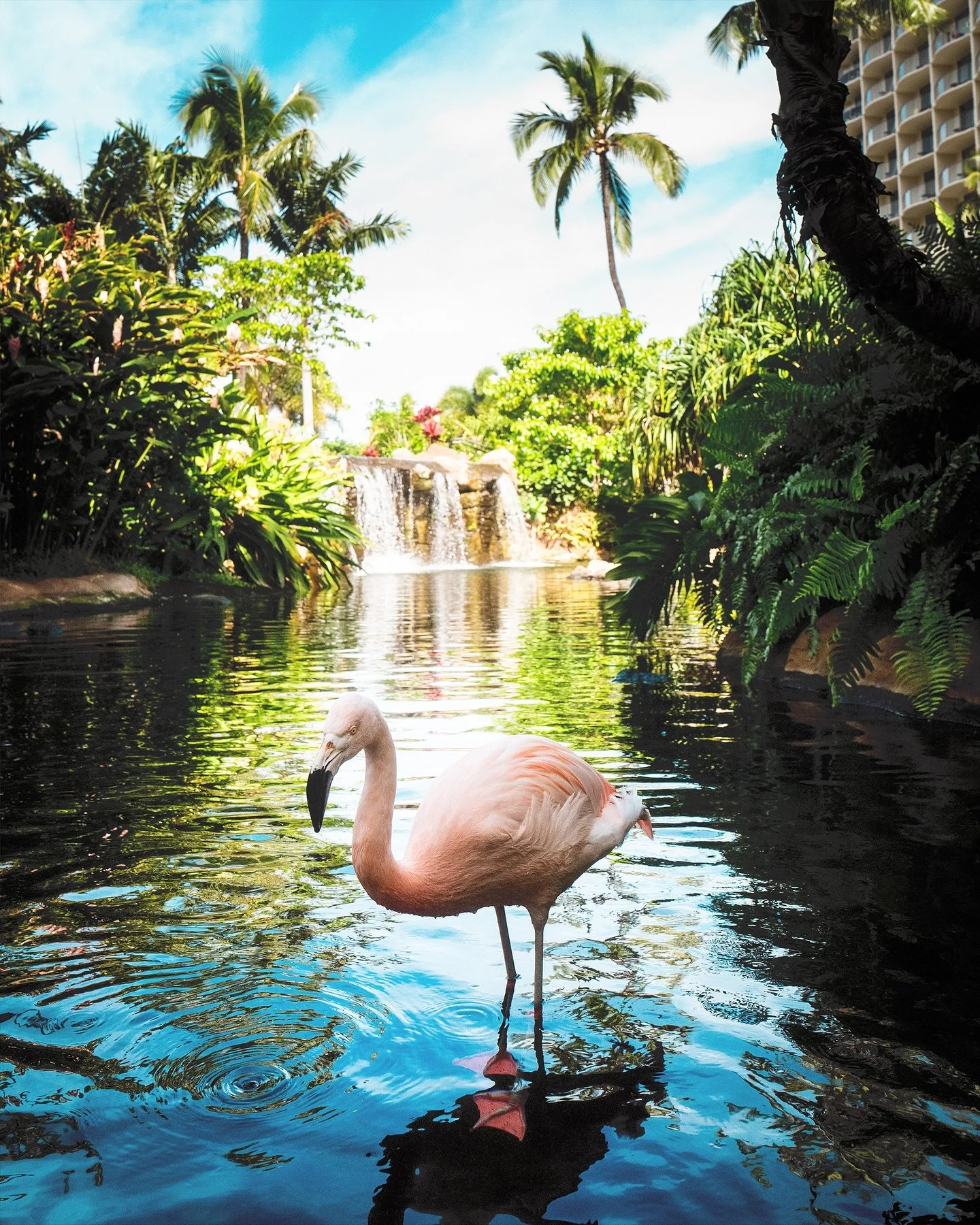 maui | @leica_camera #summilux28