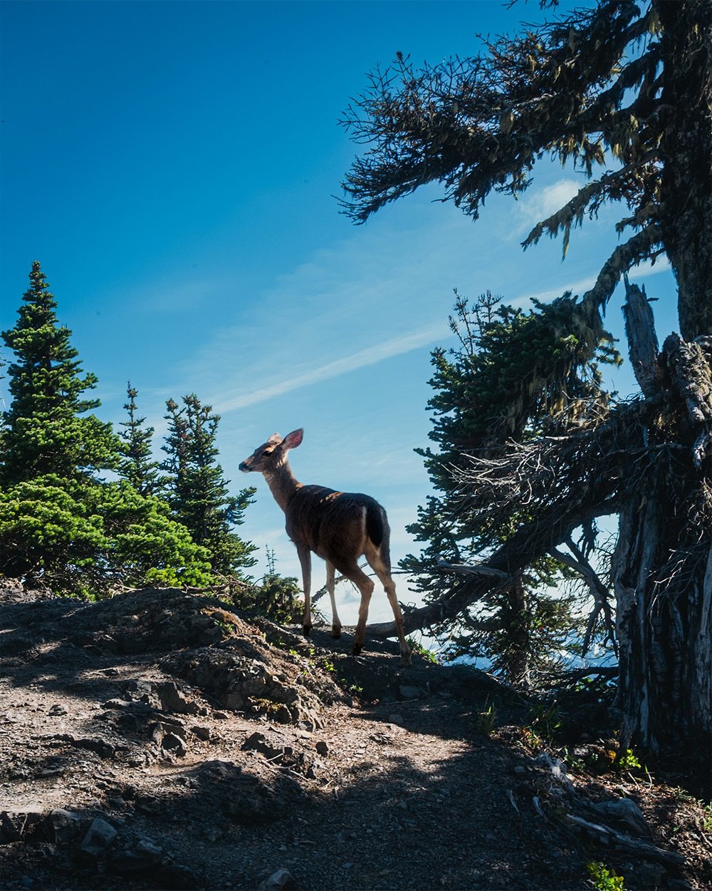 Olympic National Park | @leica_camera