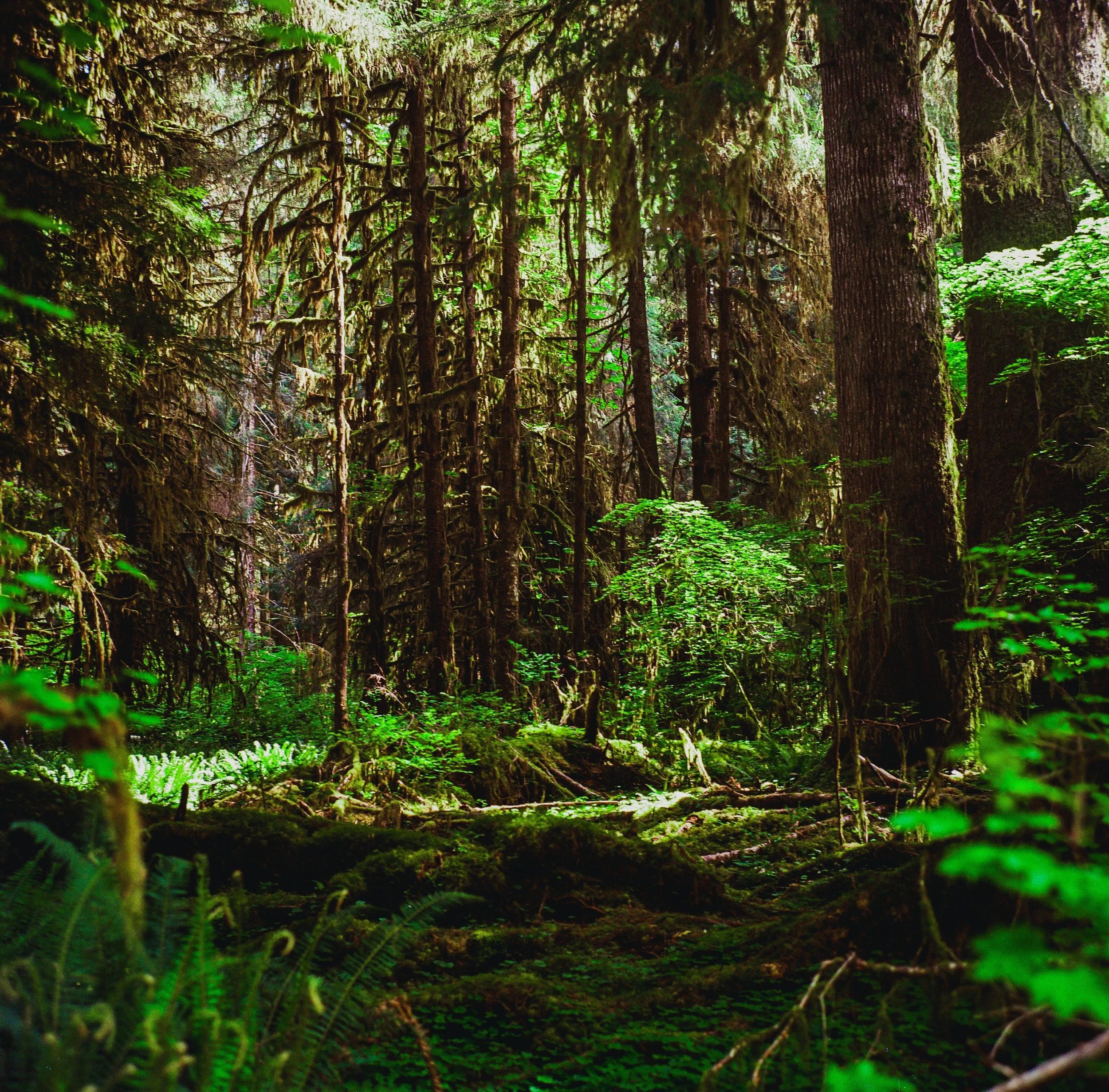 the PNW on a 1952 Rolleiflex Xenotar