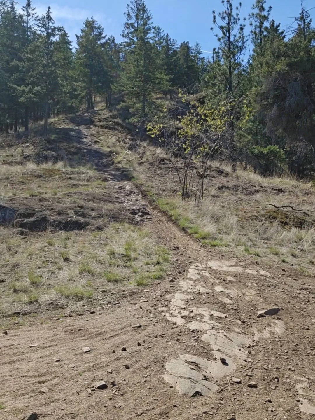 Good news from Knox Mountain! 🎉

After meeting on site with City of Kelowna staff, MTBCO was able to reach an agreement to keep the Balsam Rock line on Balsamroot Bluff Loop open.

The agreement includes:
&bull; keeping Balsam Rock open
&bull; worki