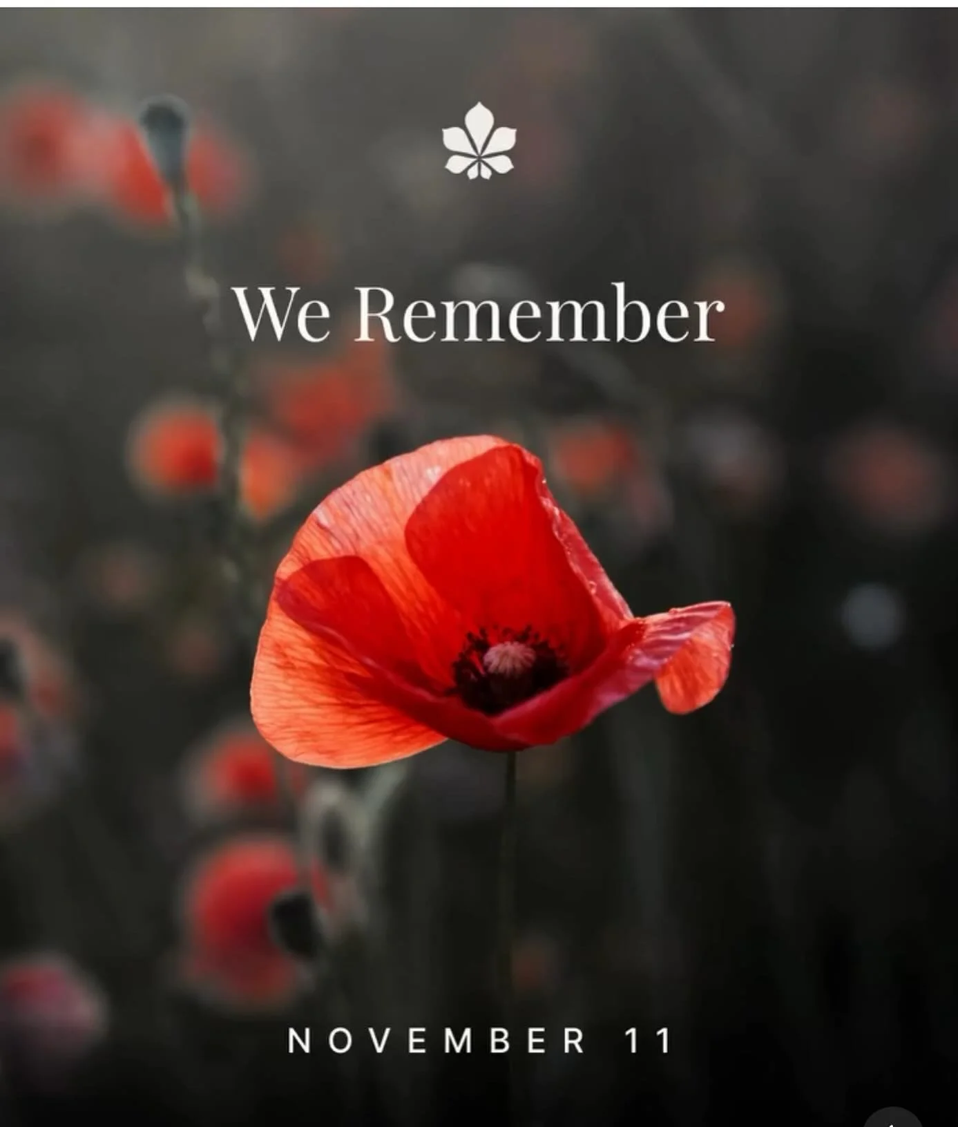 Today we honour those whose bravery and sacrifice built the foundation of our country and continue to inspire us. Lest we forget. 🌺