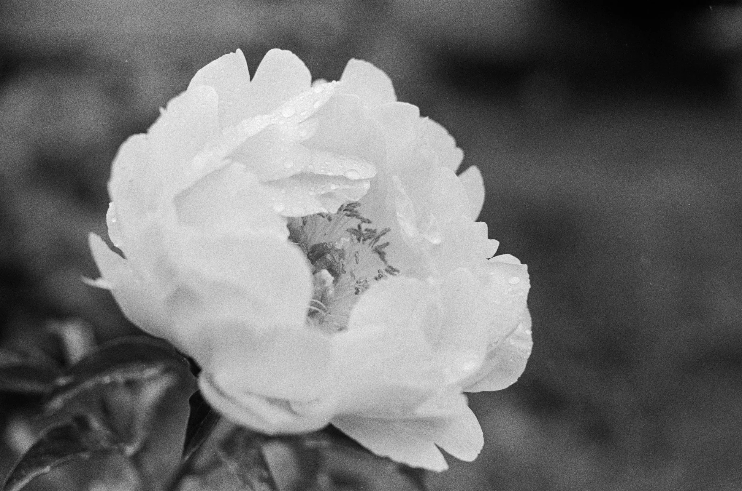 flora