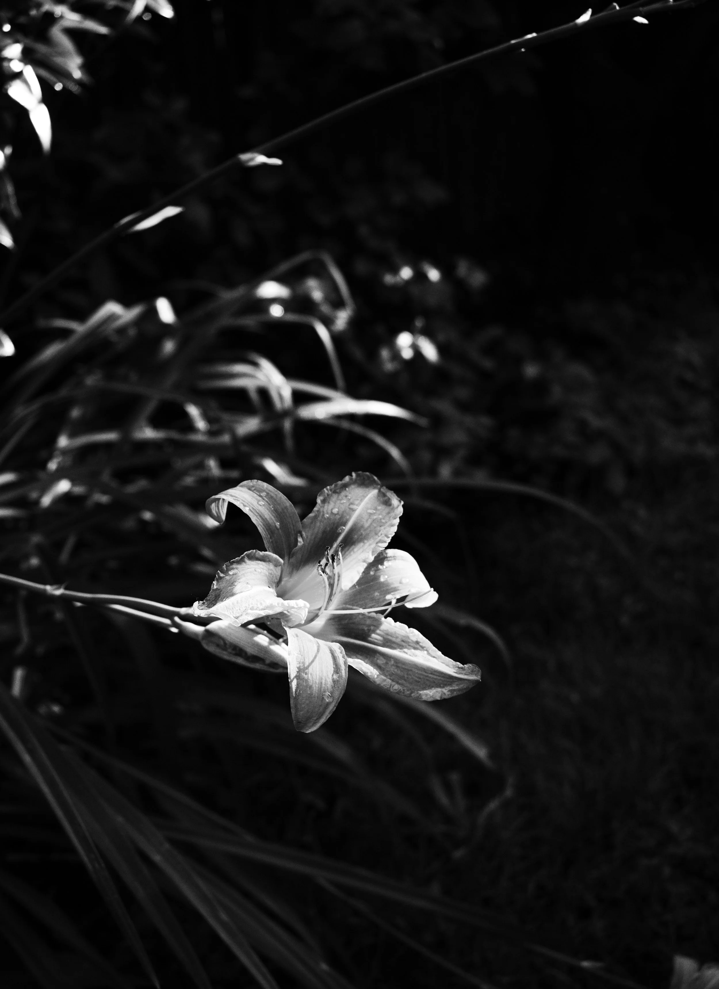 2. flower.jpg