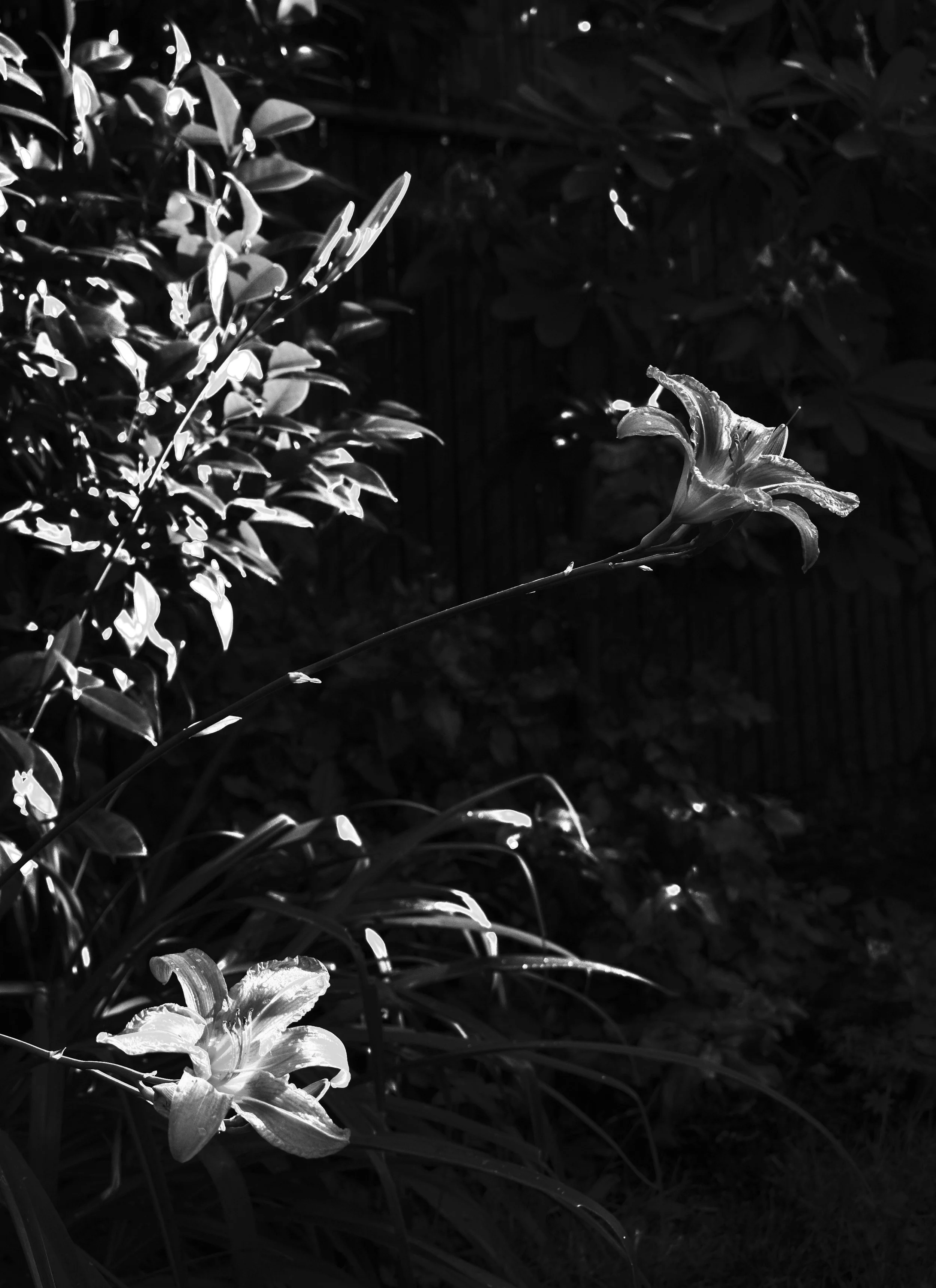 DSC_0394.jpg