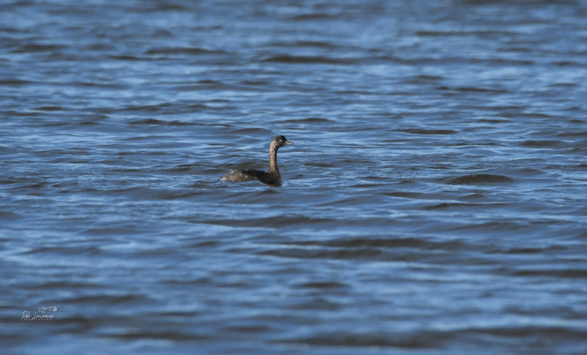 New Zealand Dabchick (wewwia)
Immature bird spotted at Pegasus ponds
Poliocephalus rufopectus 


