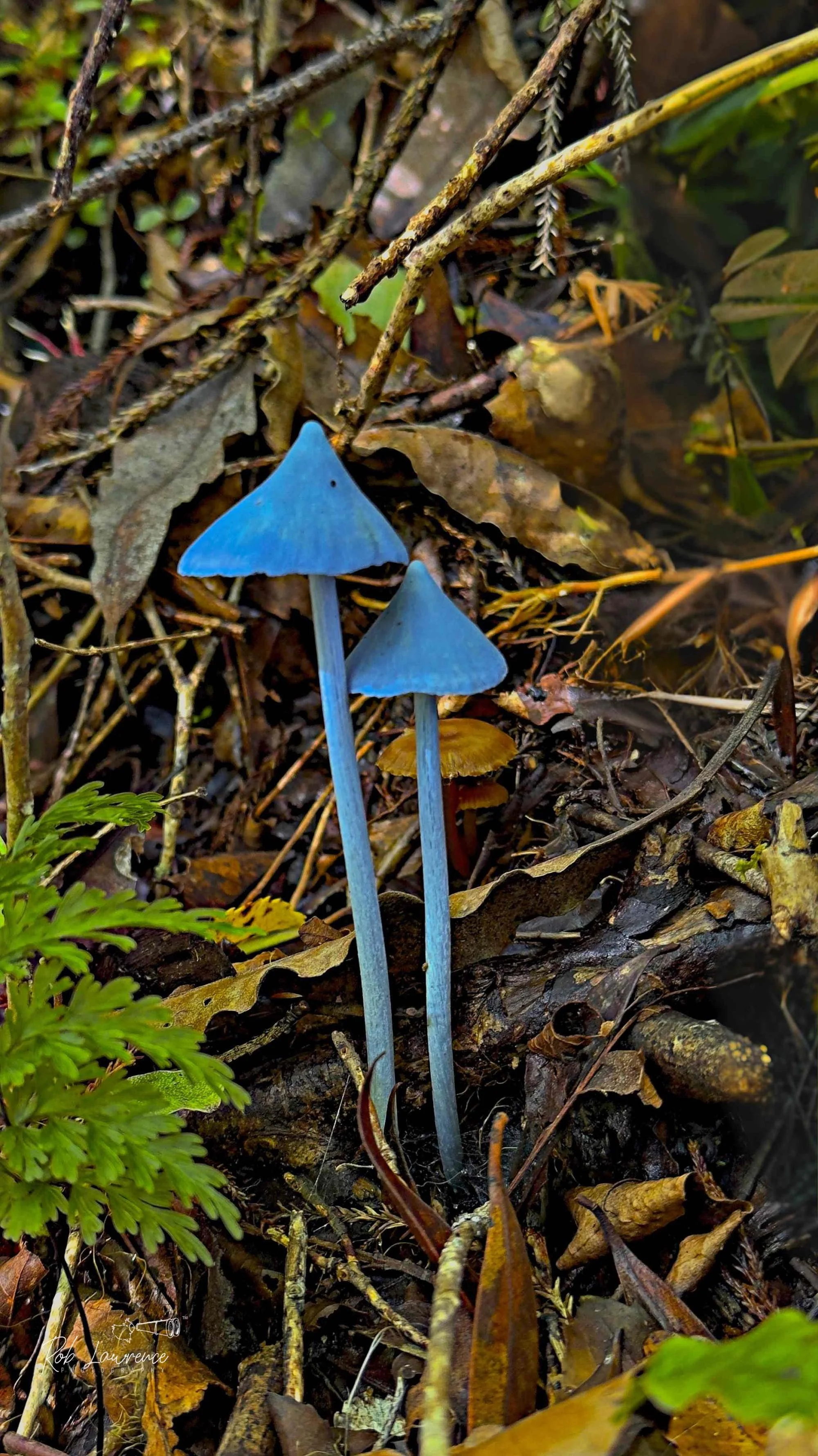 Blue pink gill.      (werewere-kokako)
Entoloma hochstetteri 
Twins 