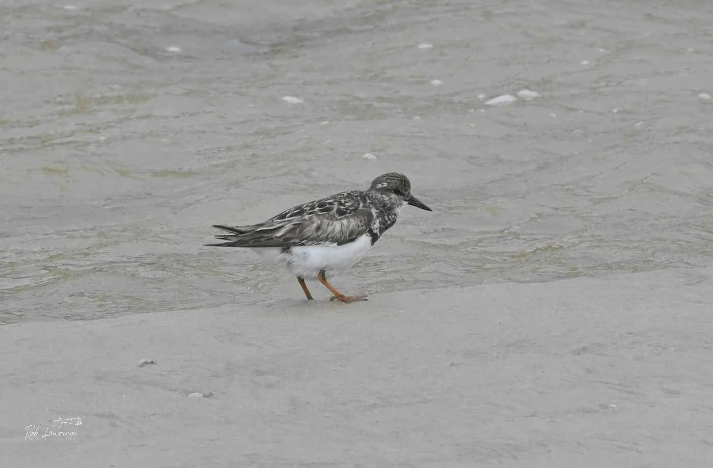 Ruddy Turnstone   (kakīkaka)
Arenaria interpres

The Ruddy Turnstone is a stocky, blackbird-sized shorebird renowned for its  distinctive "tortoiseshell" plumage during the breeding season.  The Māori name for the ruddy turnstone means 'to flip'.  Th