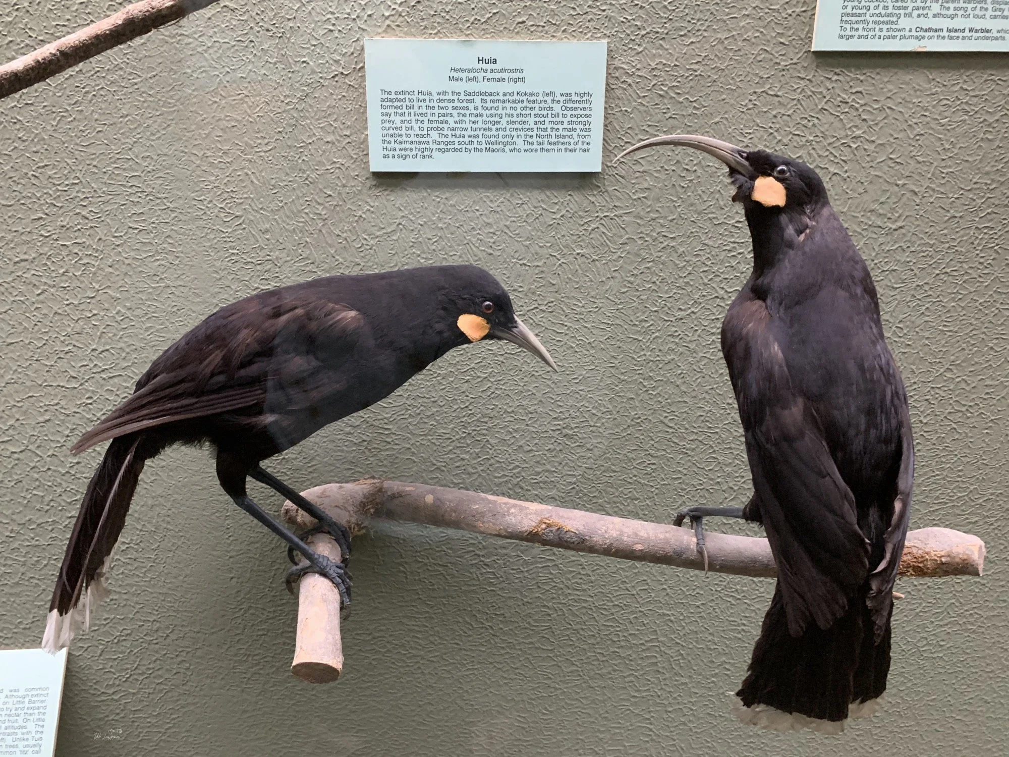 Huia.jpg