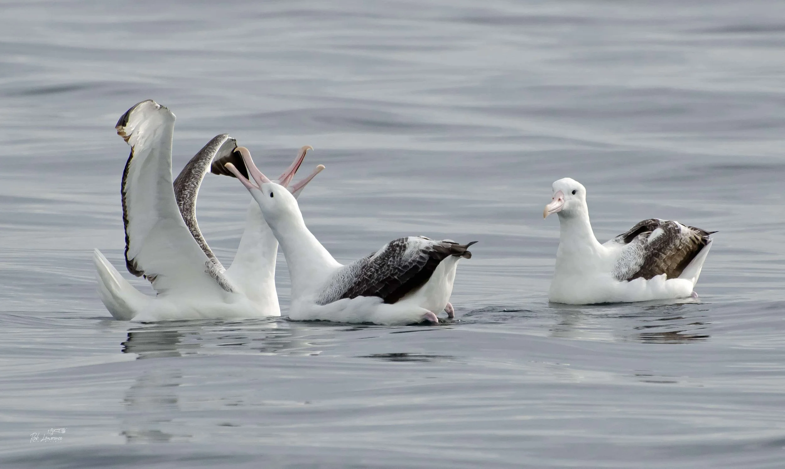 Group of Antipodean (Wandering) Albatross 
(toroa)  Diomedea antipodensis