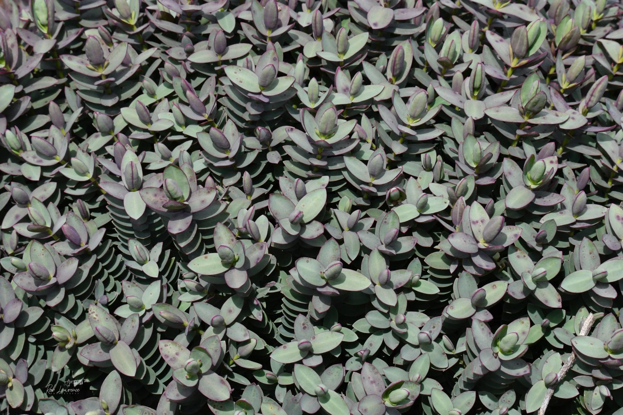 Hebe Leaves 