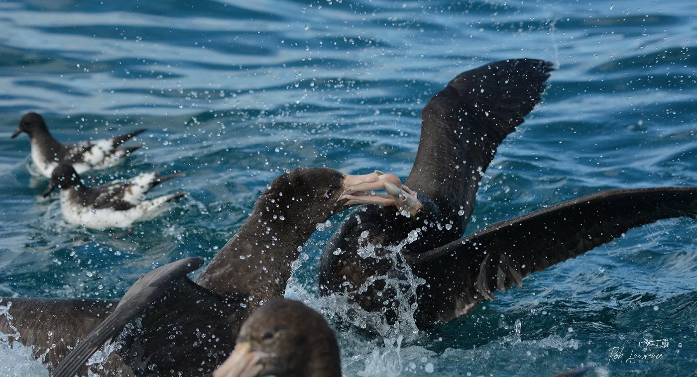 Siblings fighting 
Giant Petrel  (pāngurunguru)
Macronectess giganteus

An aggressive species in all life stages 