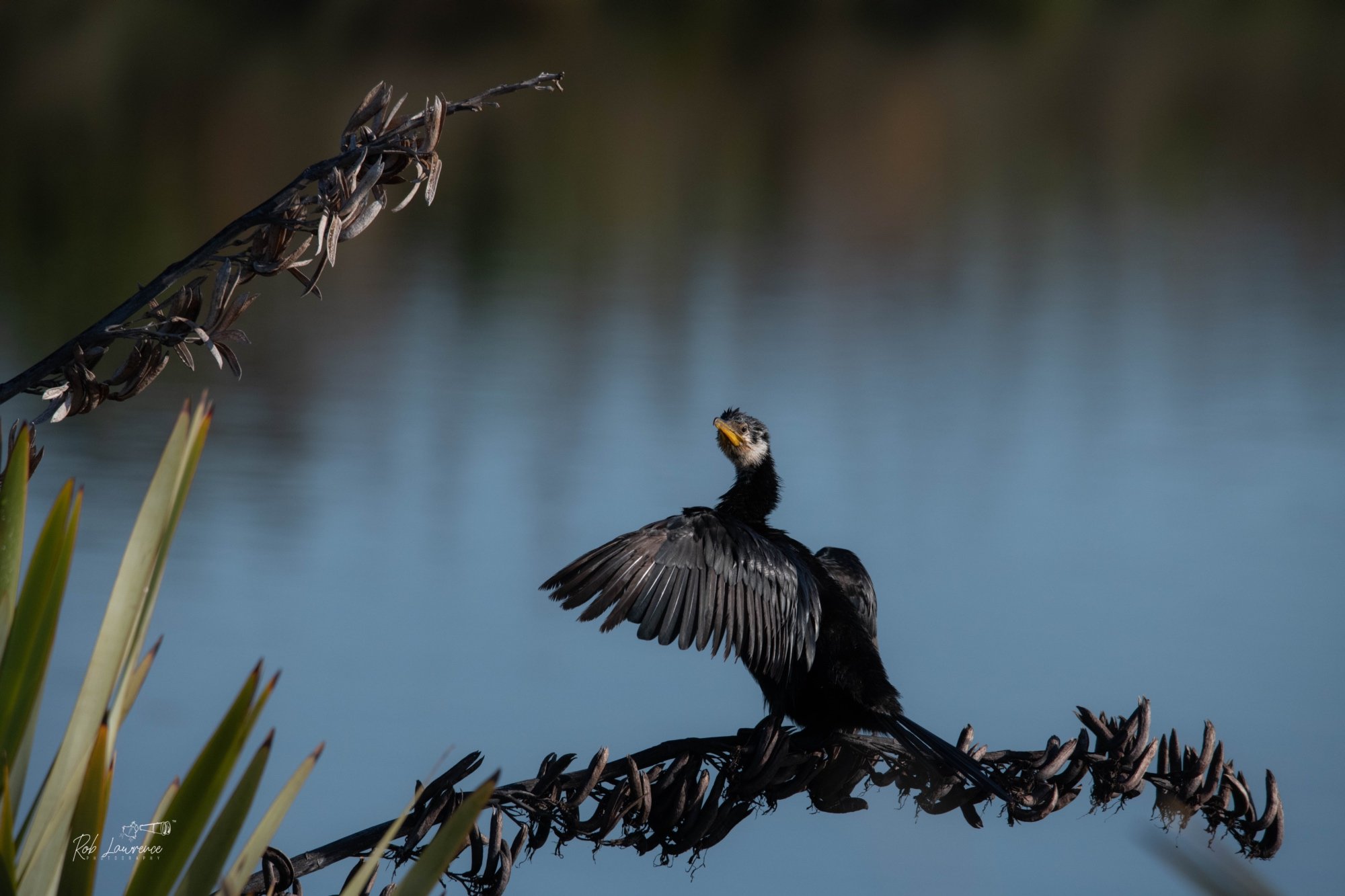 Little Black Shag (kawau tūī)
Phalacrocorax sulcirostris