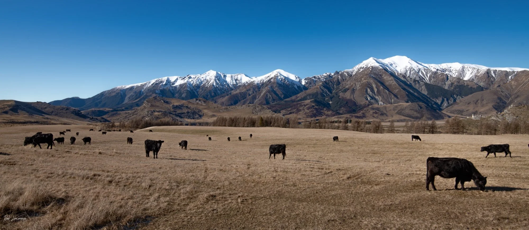 Castle Hill Station Stock with the Torlesse range in the background 