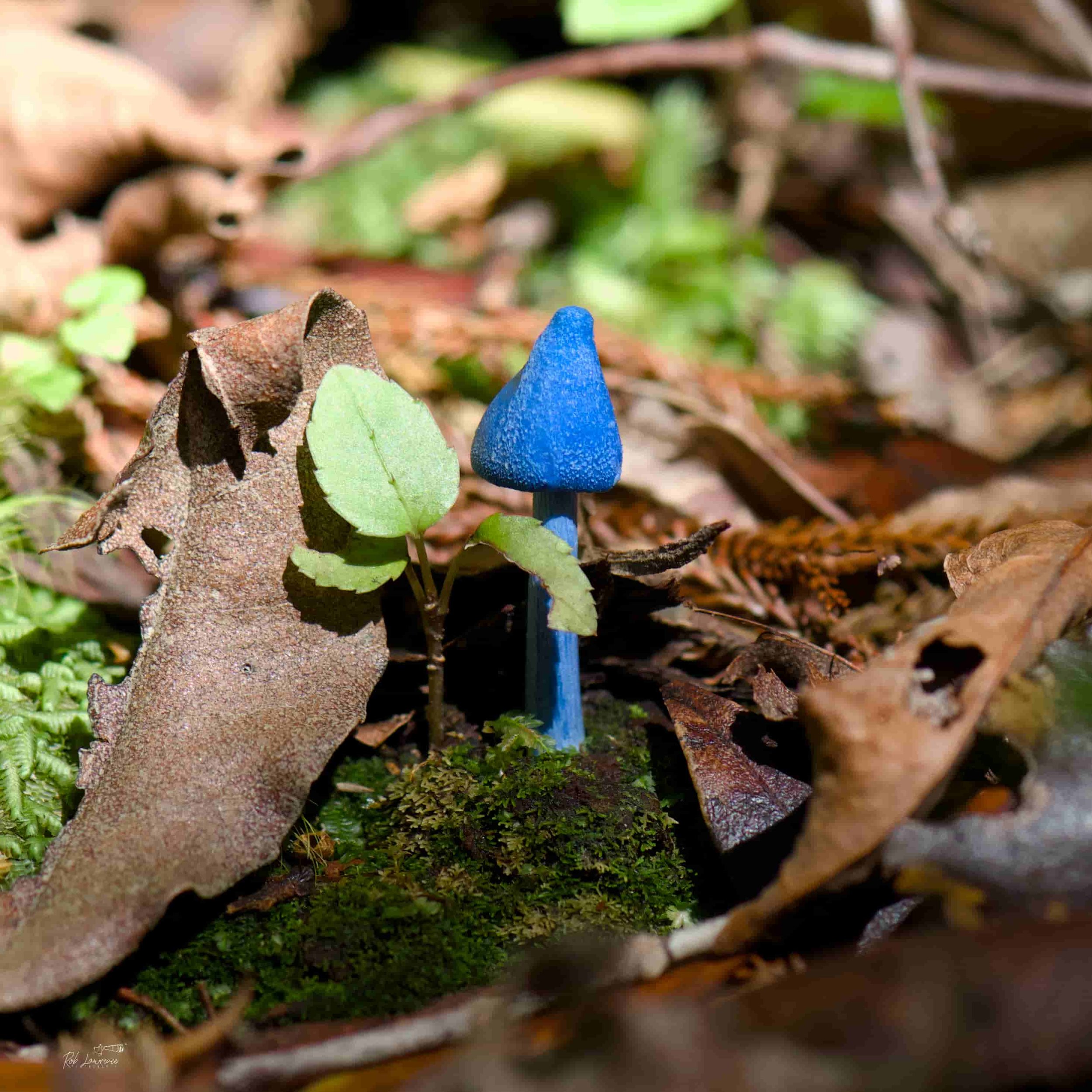 SAky Blue 2.jpg