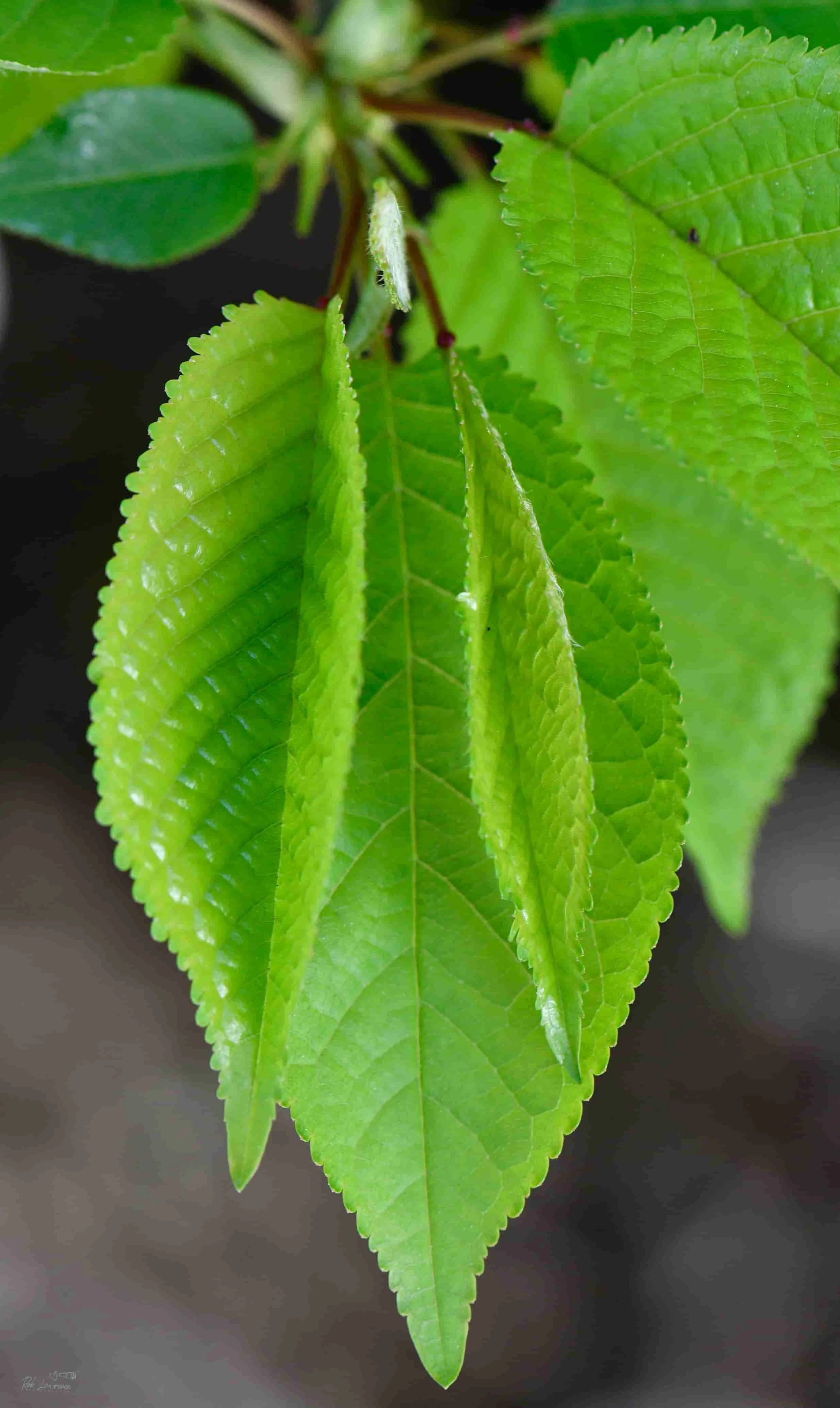 Green Leaf.jpg